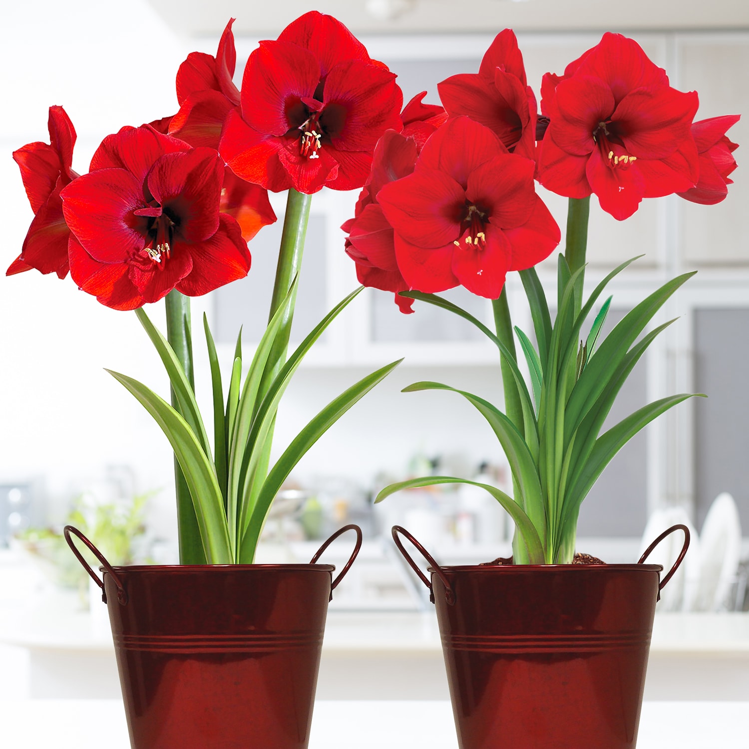 Amaryllis Red Lion Duo Two Pack Kits With Artisan Decorative Planters ...