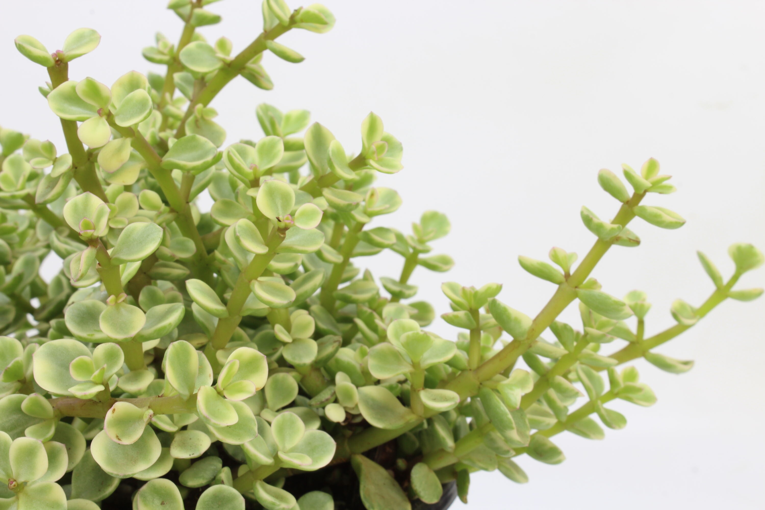Altman Plants 0880076 Cacti-Succulents - View #9