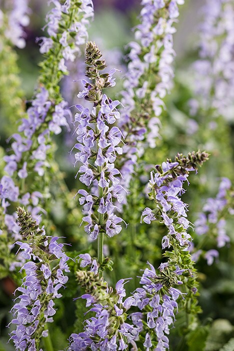 Lowe's 660489 Salvia Plant in 2.5 -Quart