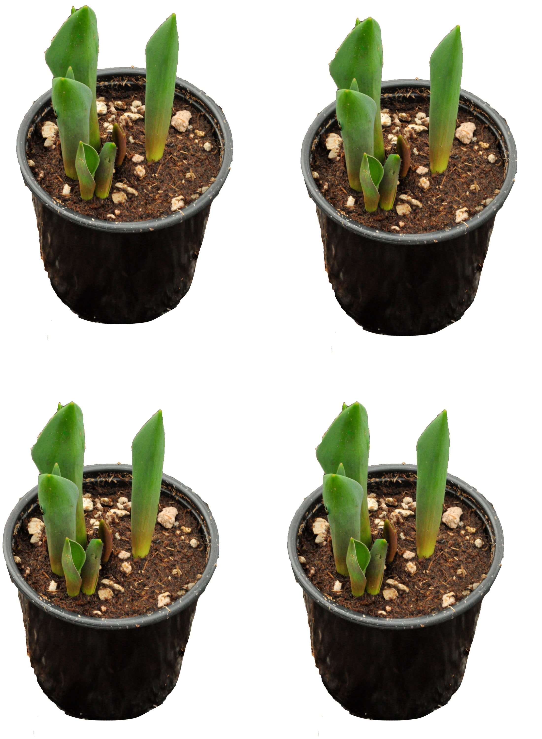  1743 Purple Tulip in 1 Pint Pot