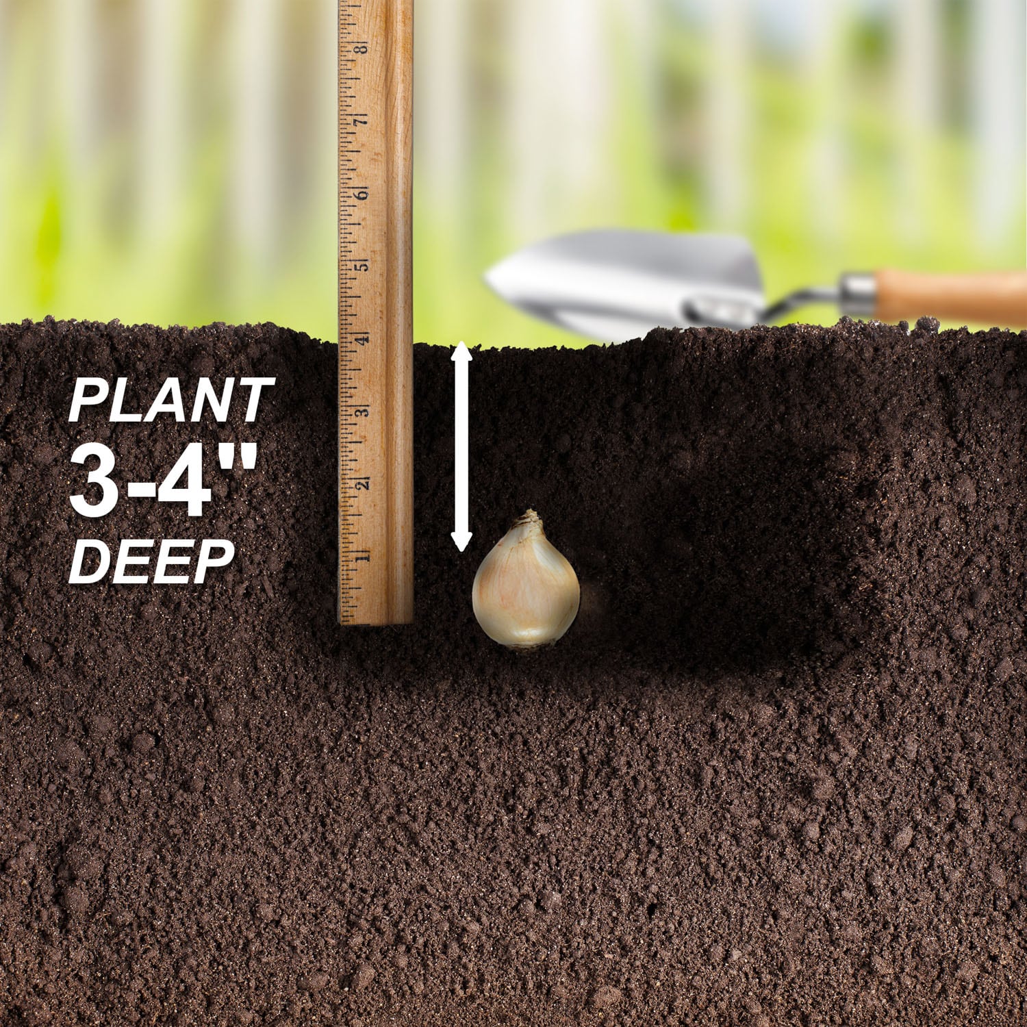Garden State Bulb ECF-155-100-02 Plant-Bulbs - View #5