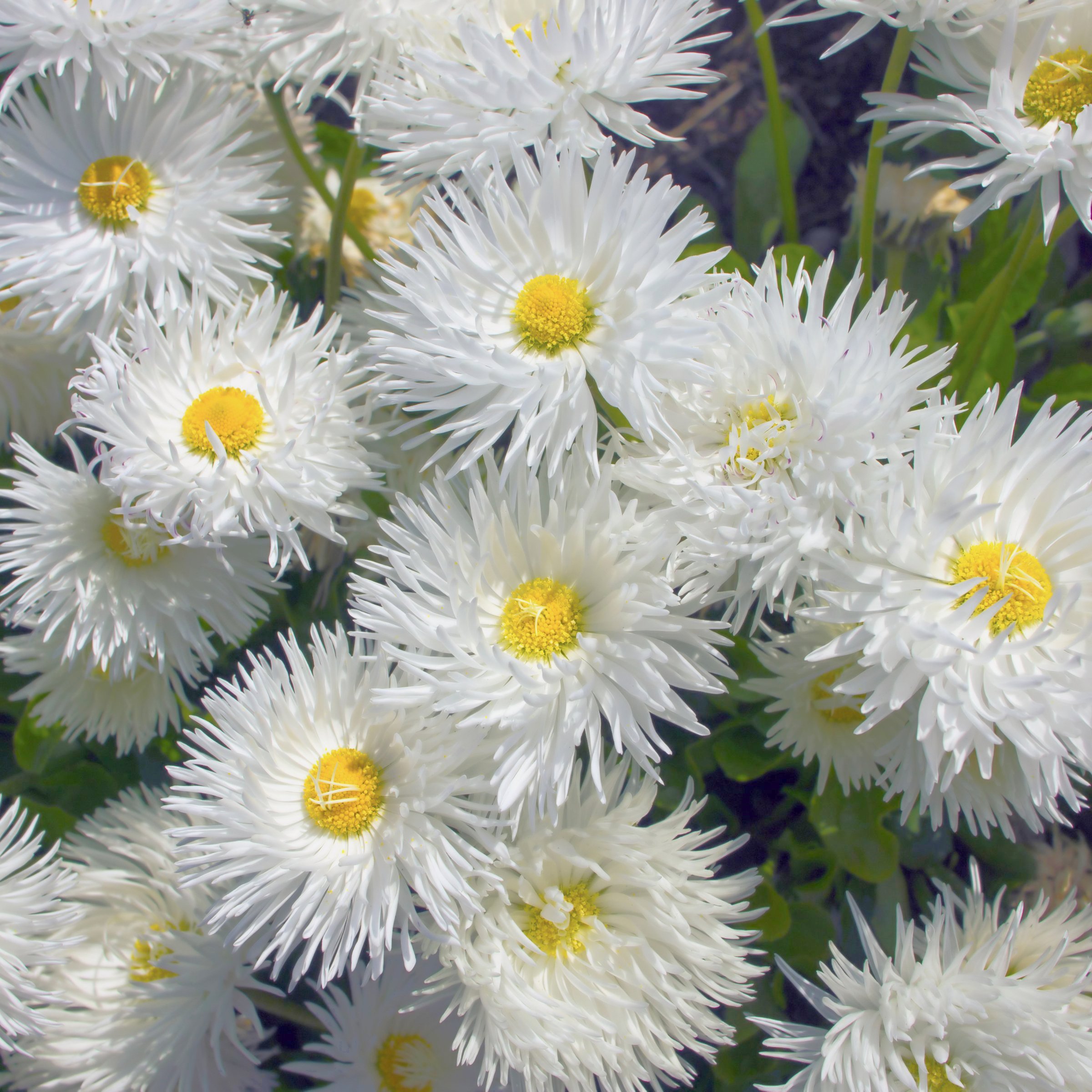National Plant Network LW2155 perennials - View #7