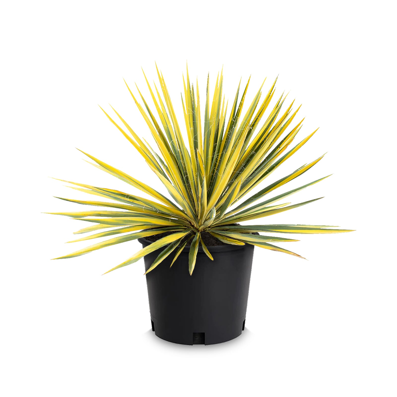 Lowe's NURSERY Color Guard Yucca Shrub in 3.58 -Gallon