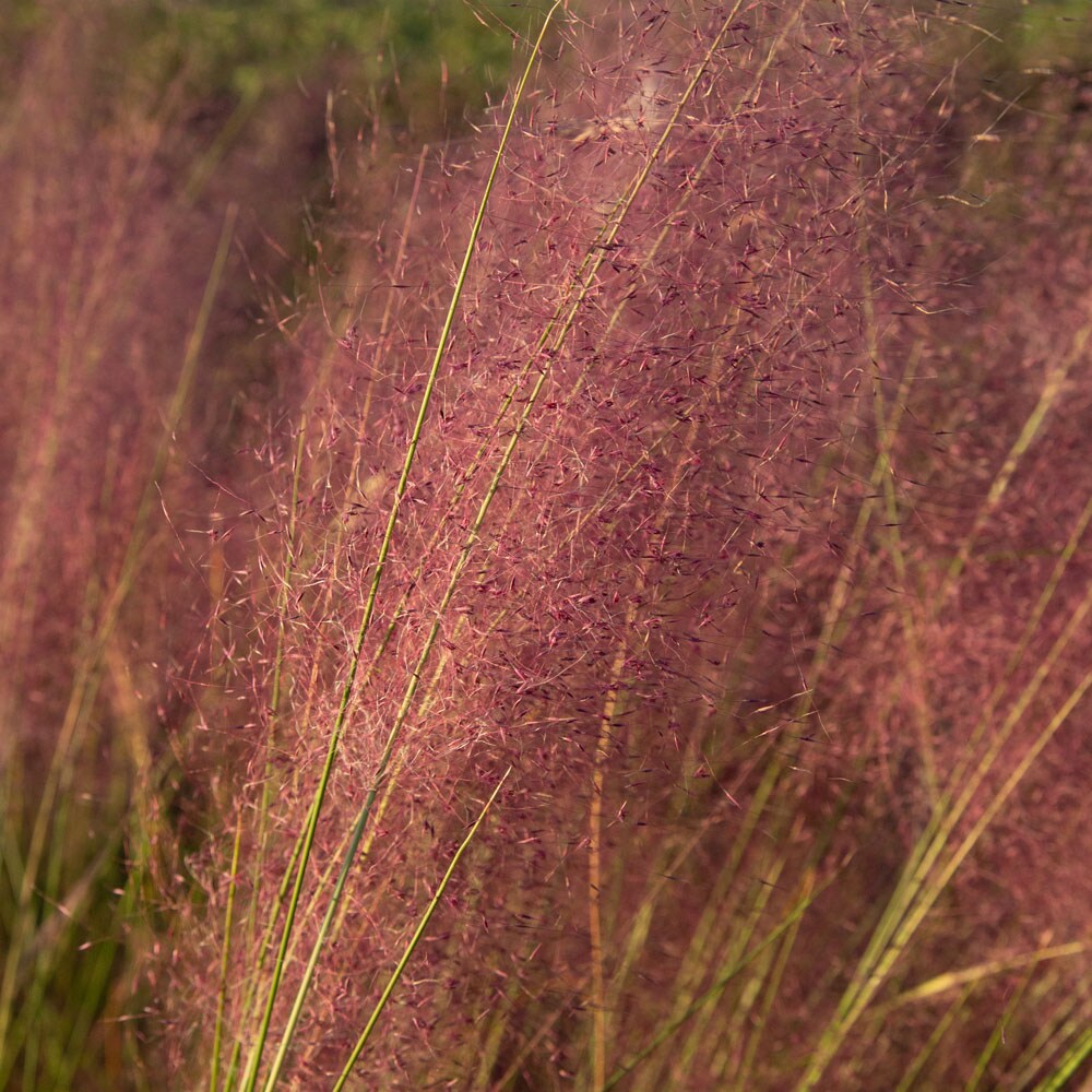 Flowerwood 4143Q-1 Ornamental-Grasses - View #3