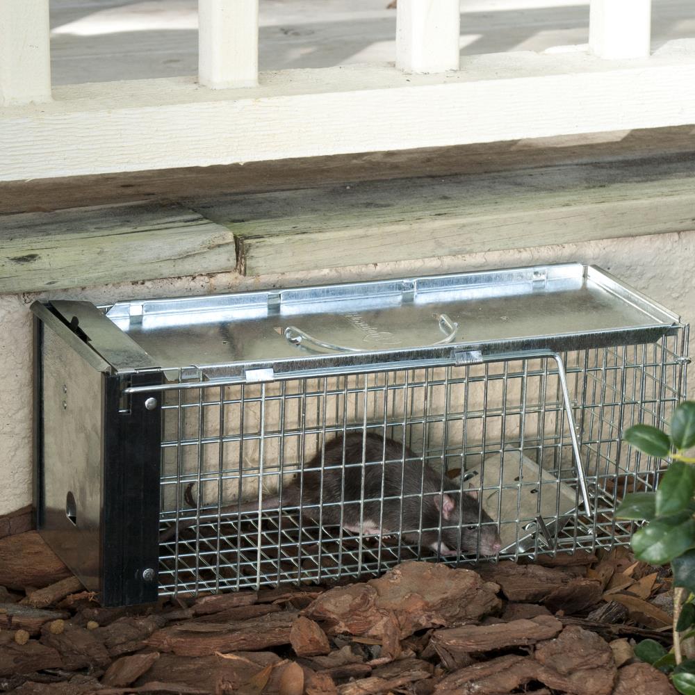 Woodstream Havahart Chipmunk Size Humane Live Animal Trap - Feeders Pet  Supply