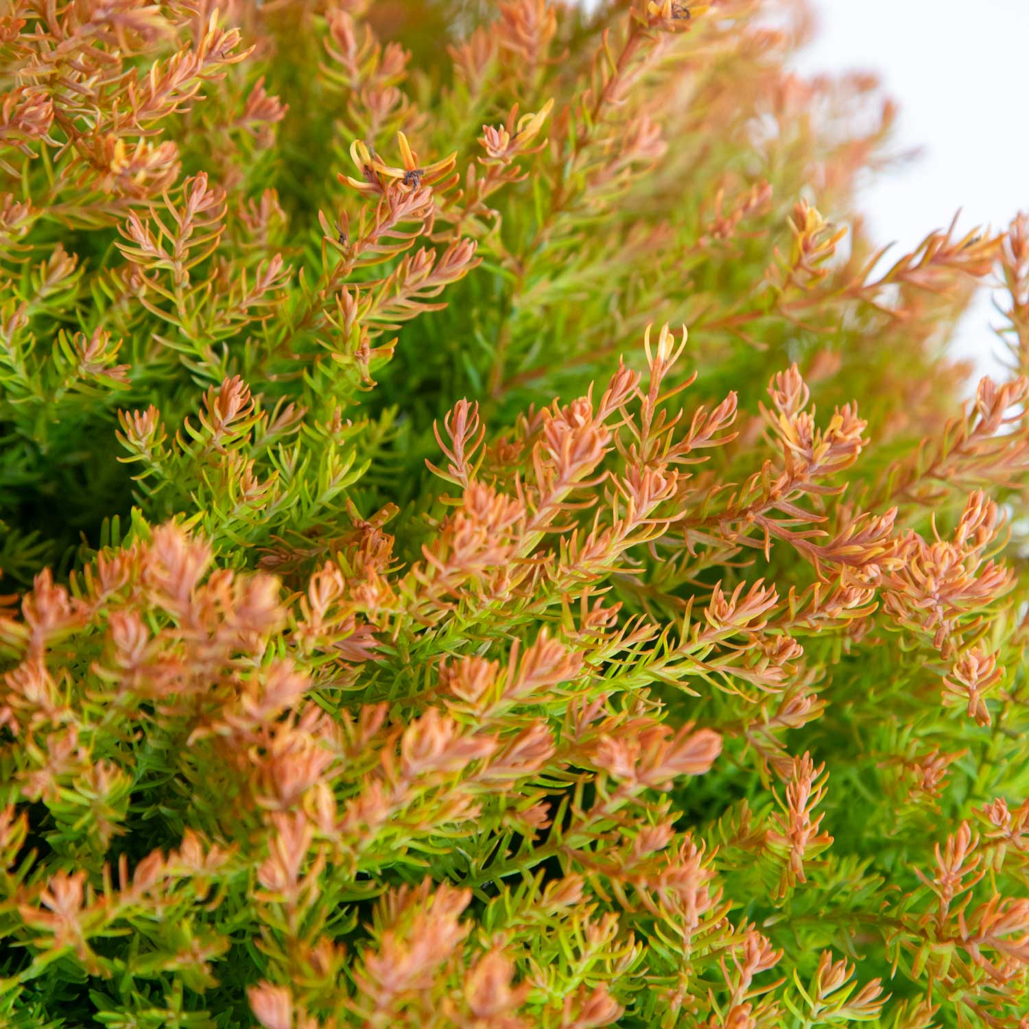 Southern Living Plant Collection 5529Q-1 shrubs - View #7