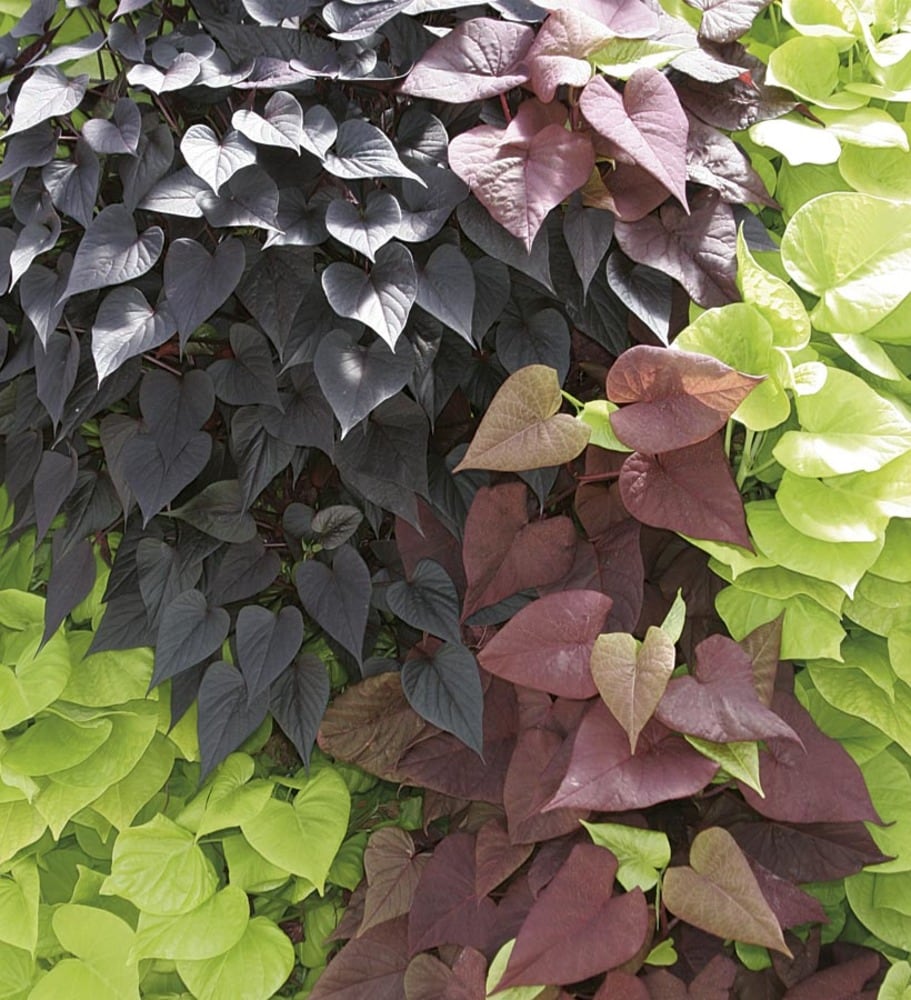 Image of Purple sweet potato vine plant