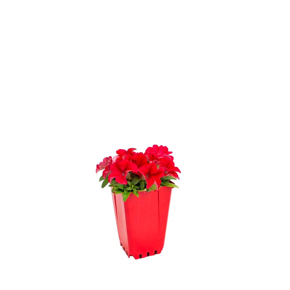 Lowe's NURSERY annuals - View #2