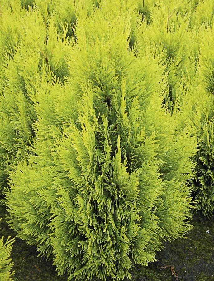 Lowe's 886513050066 4Ever Gold Arborvitae Feature Shrub In Pot (With Soil)