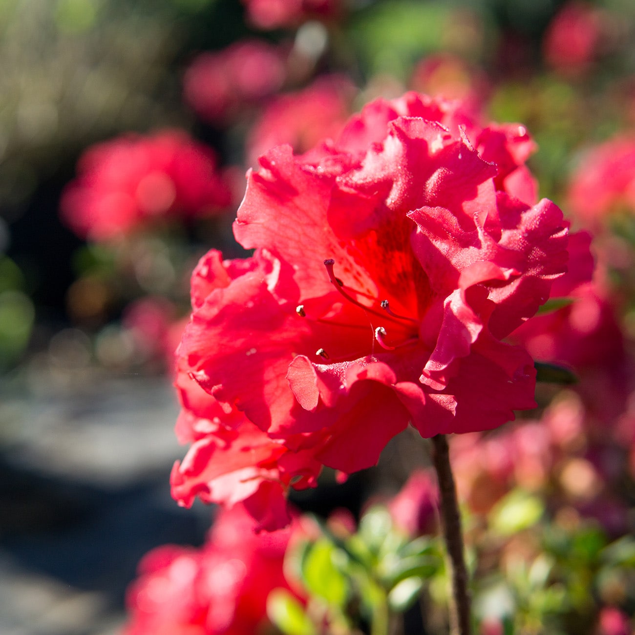 Perfect Plants LOREDRUFFLEAZALEA1G shrubs - View #6