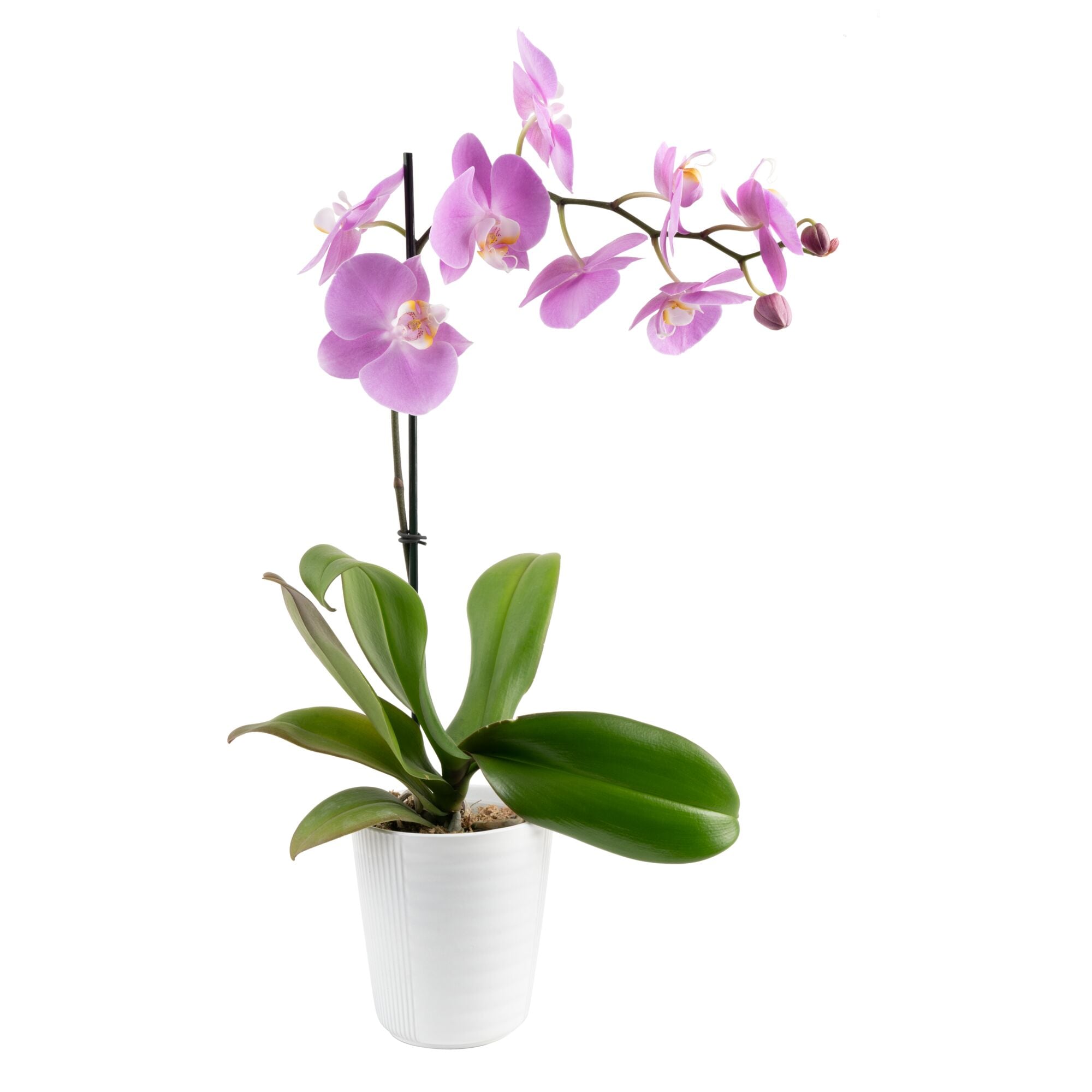 Costa Farms M-ORC-S-LNP-01-LW Mixed Orchid Grower's Choice Color House plant in 5 Inch(es) Pot 1 -Pack