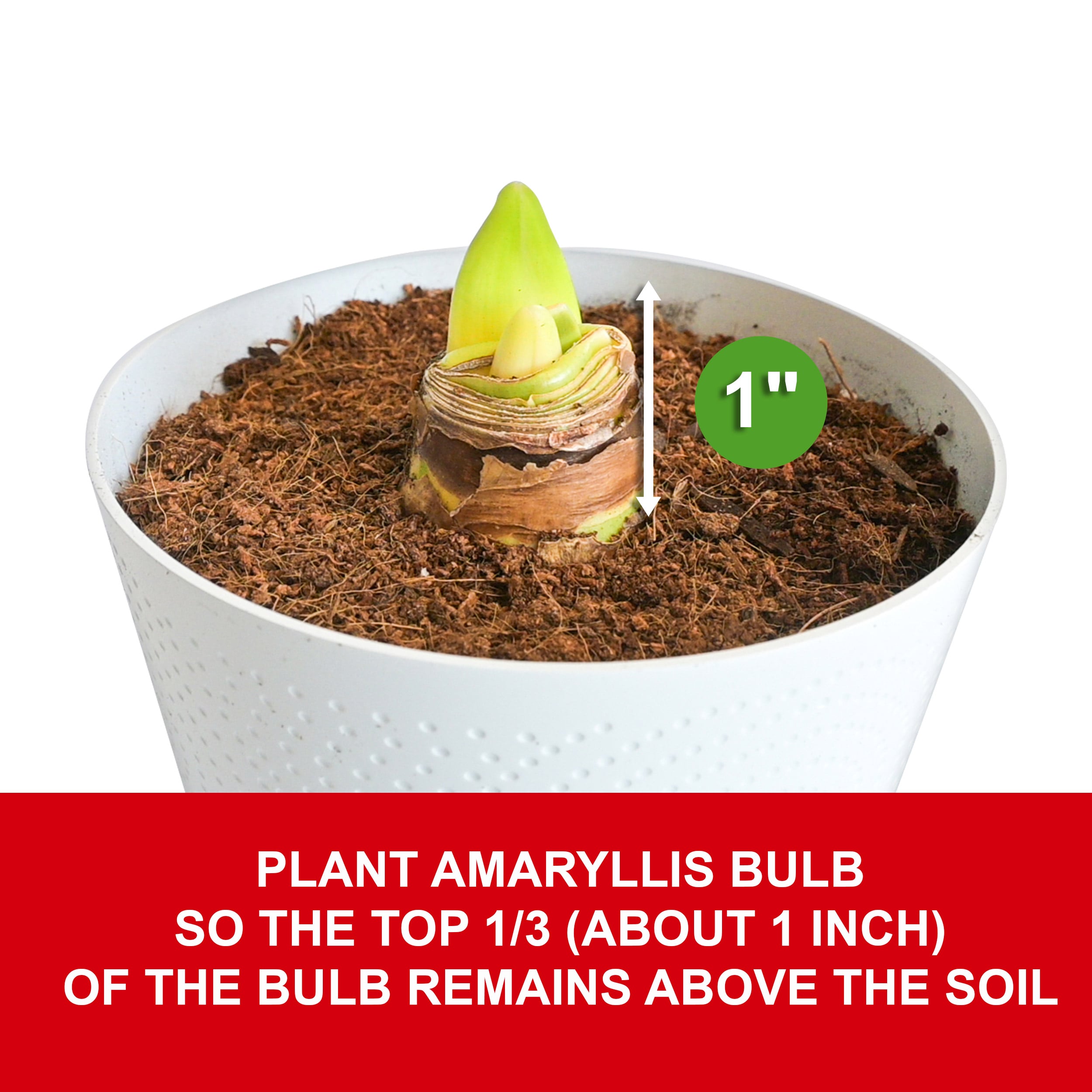 Garden State Bulb ECH-01-02-01 Plant-Bulbs - View #5