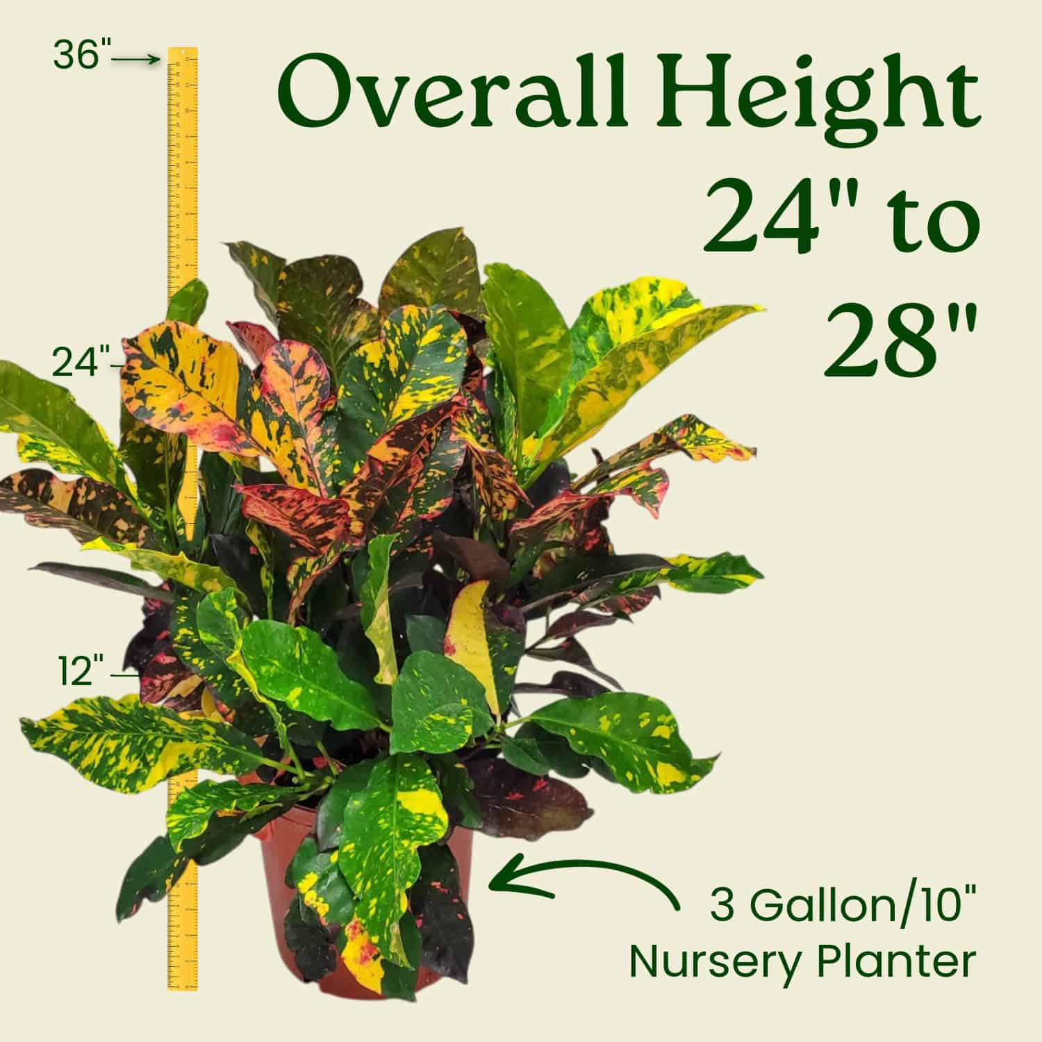Tropical Plants of Florida Croton Magnificent Plant in 3 Gallon Nursery Pot  1 Pack in the Shrubs department at Lowes.com