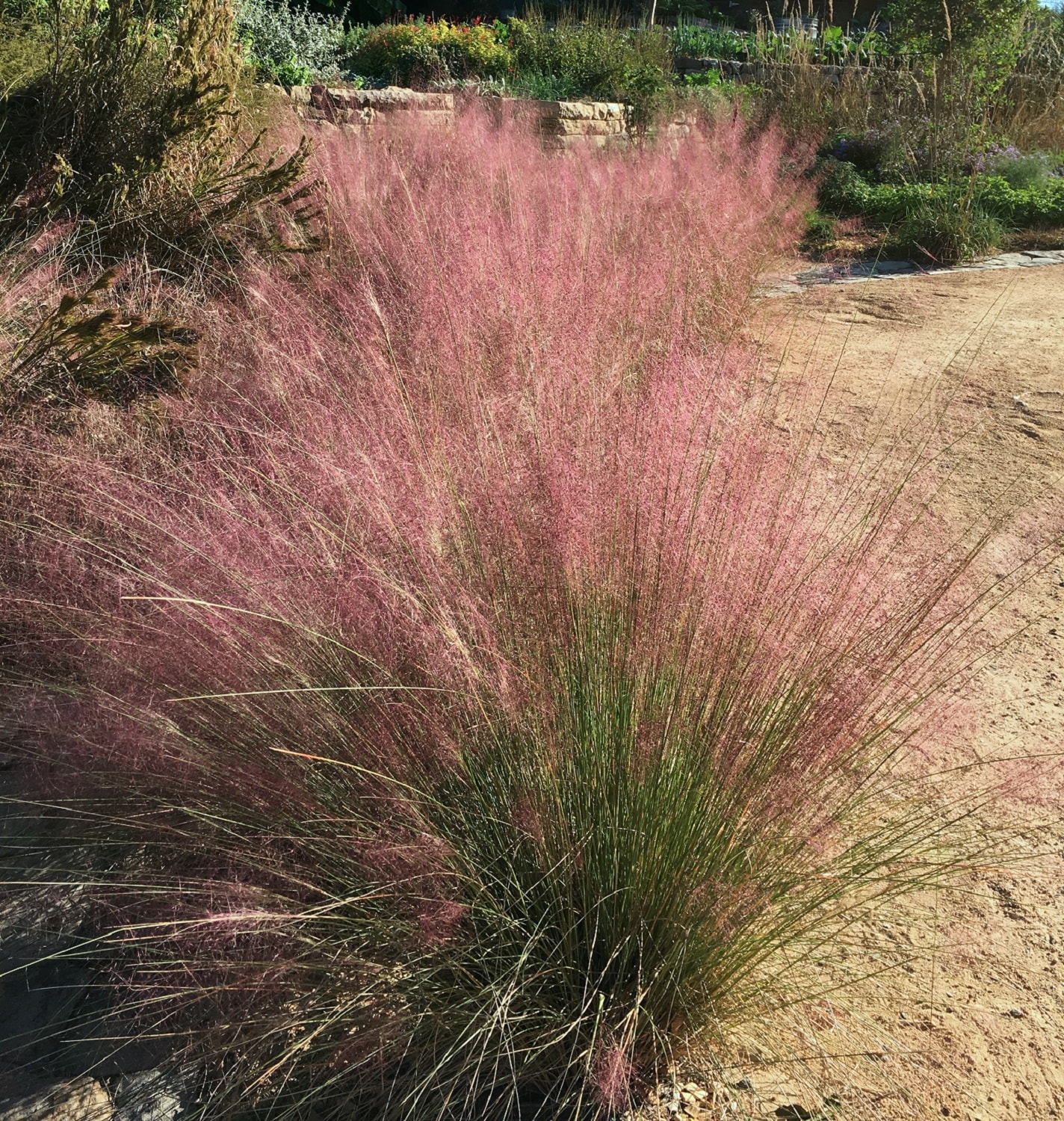 Ornamental Grasses Common Name Muhly Grass