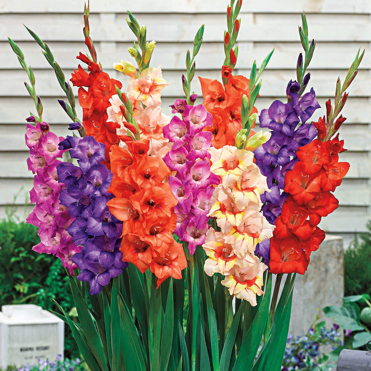 Direct Gardening 96094 Plant-Bulbs - View #2