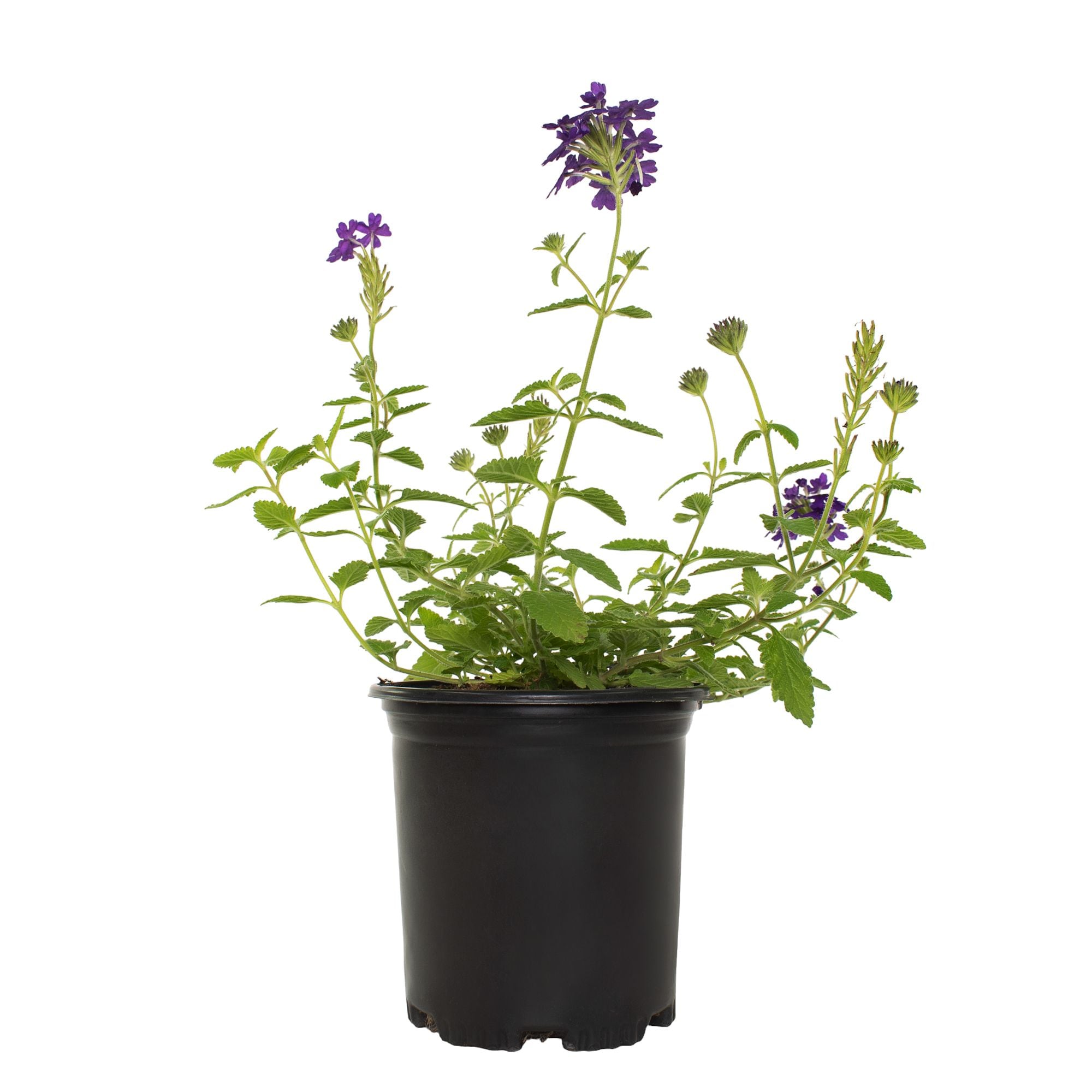 National Plant Network LW1318 Purple Endurascape Dark Blue Plant in 2.5 -Quart Pot 1.0 -Pack