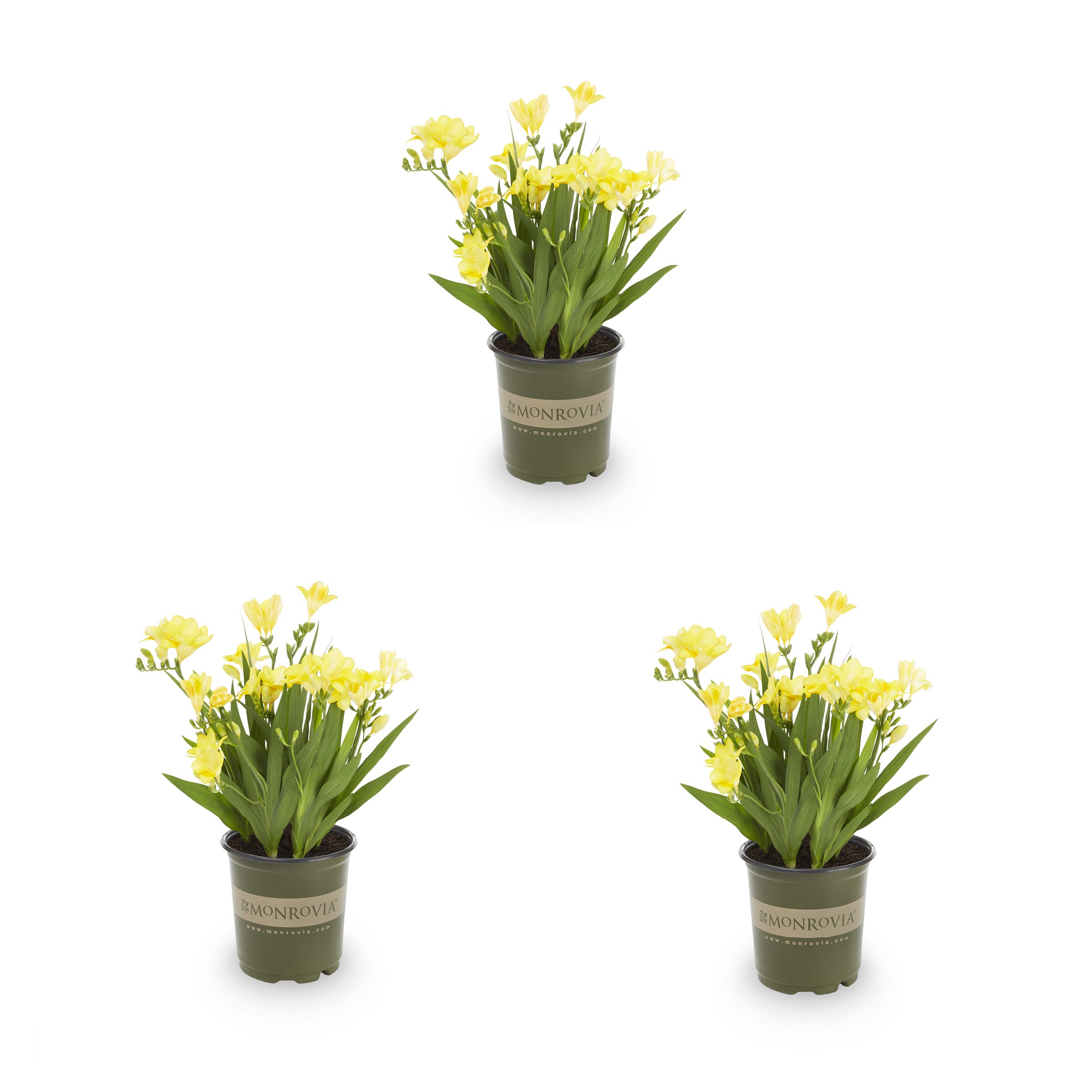 Monrovia Yellow Freesia Plant in 2.5-Quart Pot 3-Pack in the