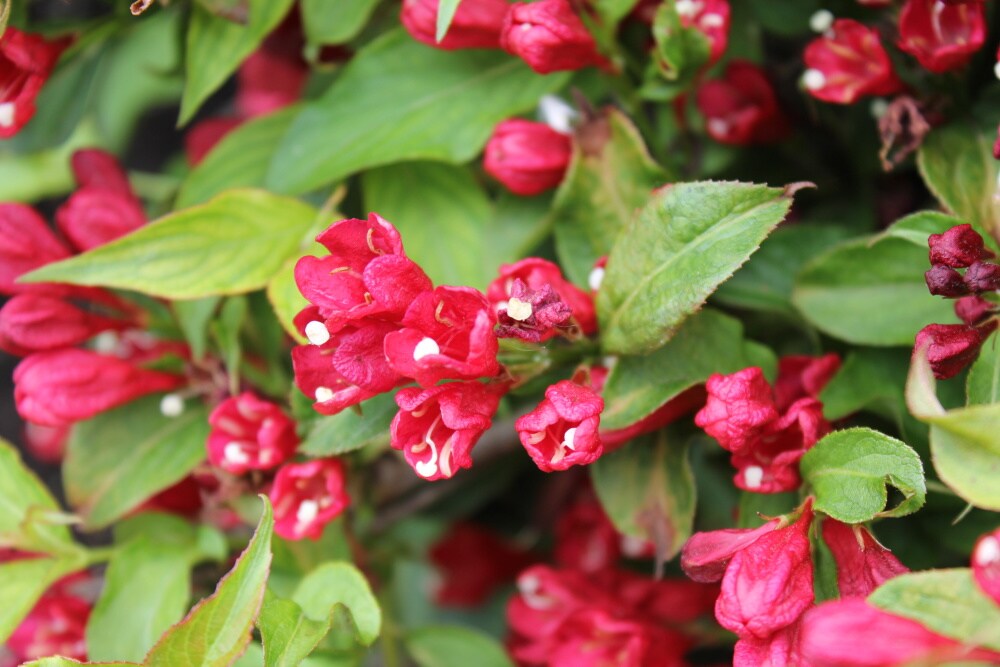 Spring Hill Nurseries Red Prince Weigela Red Flowering Shrub in 1 Pack ...