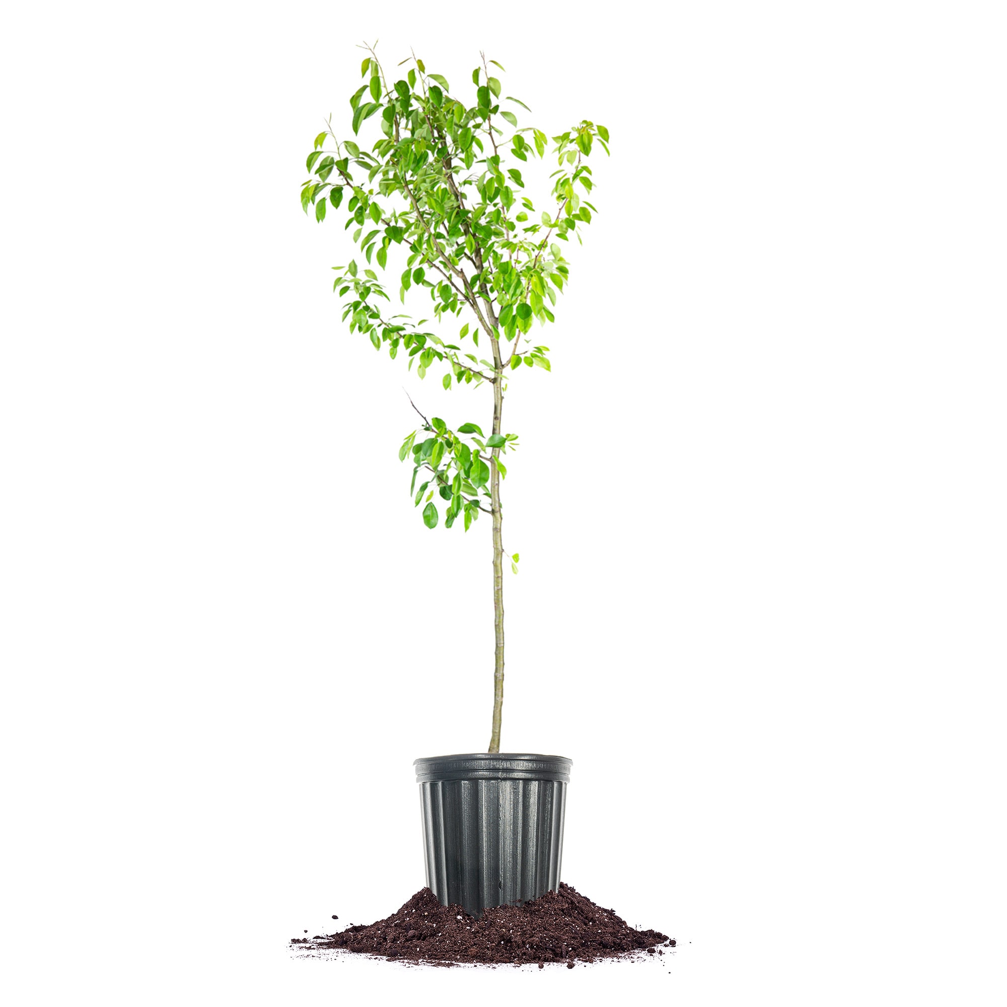 Perfect Plants LOMOONGLOWPEAR5G 5 -Gallon Fruit Moonglow Pear In pot (with soil)