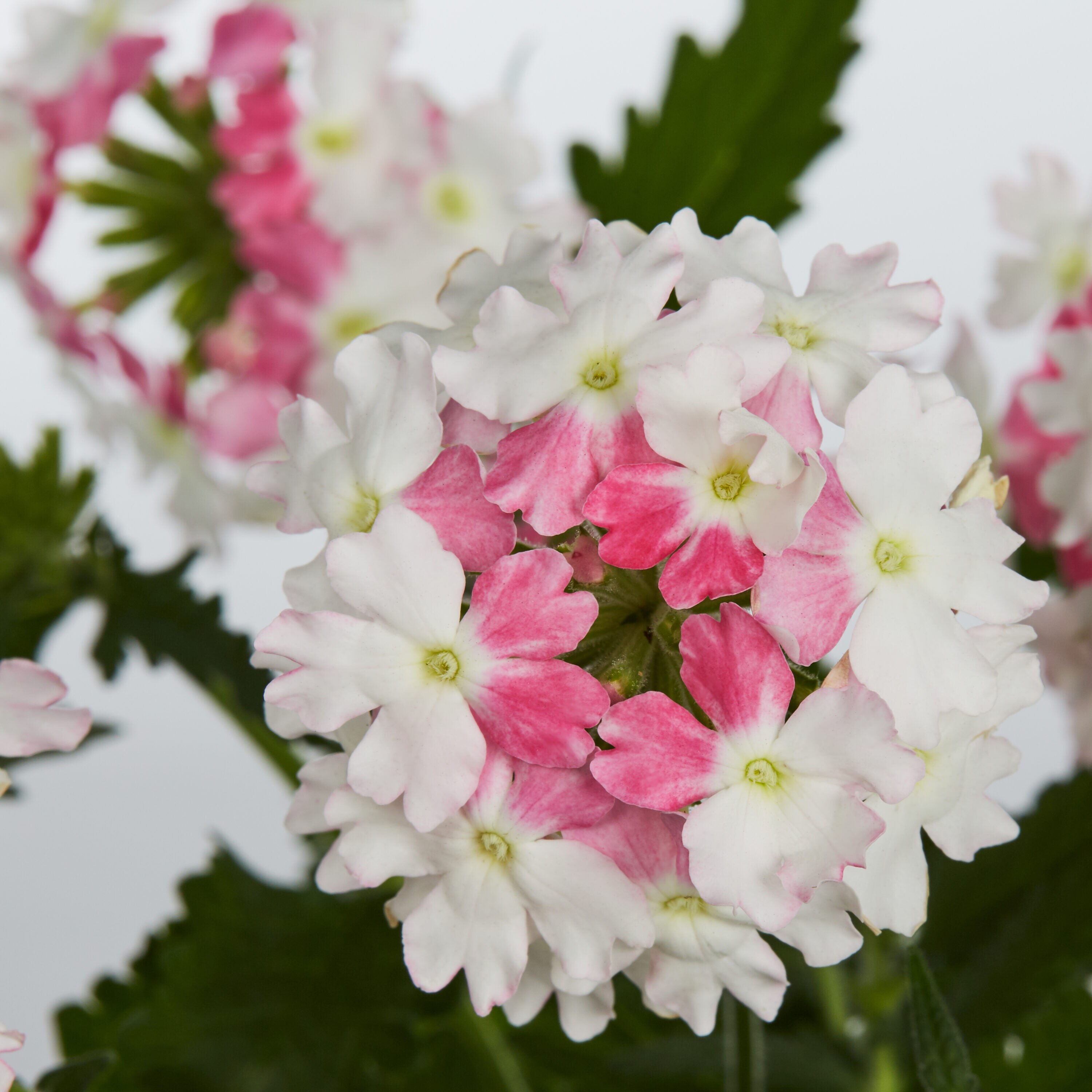 Monrovia 229880 annuals - View #5