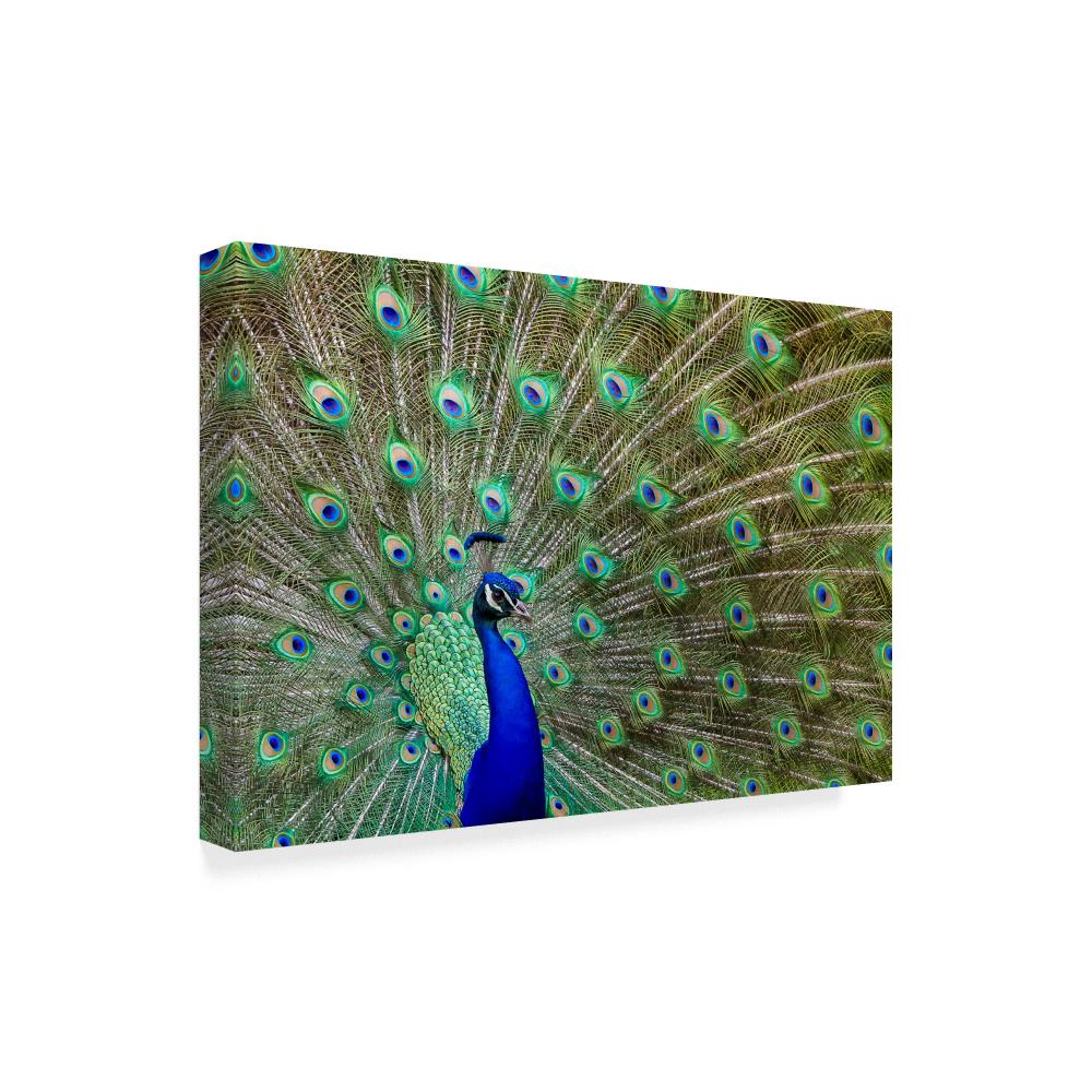 Peacock Proud Multicolor Canvas Art for Kids Nursery