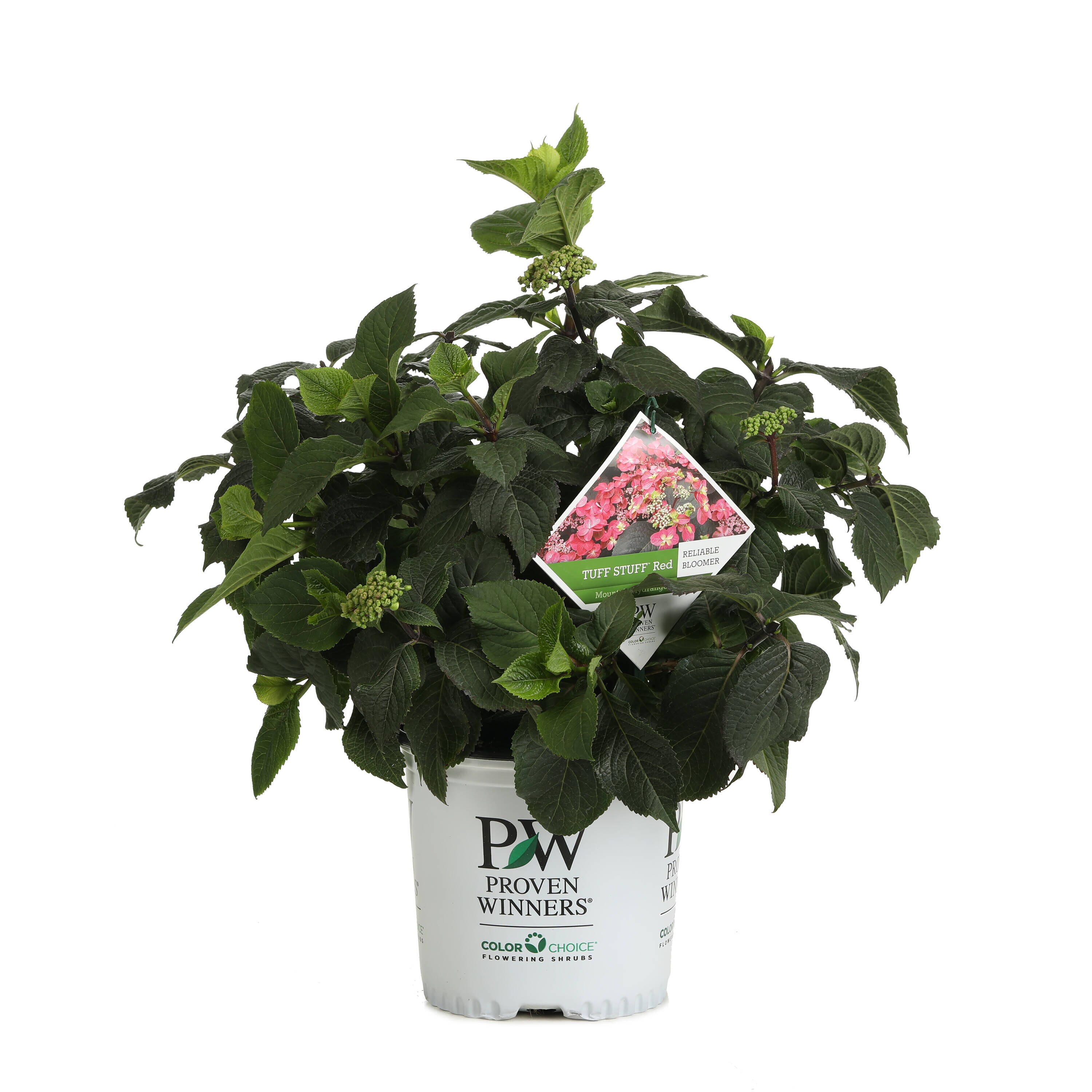 Proven Winners HYDPRC3126101 shrubs - View #2
