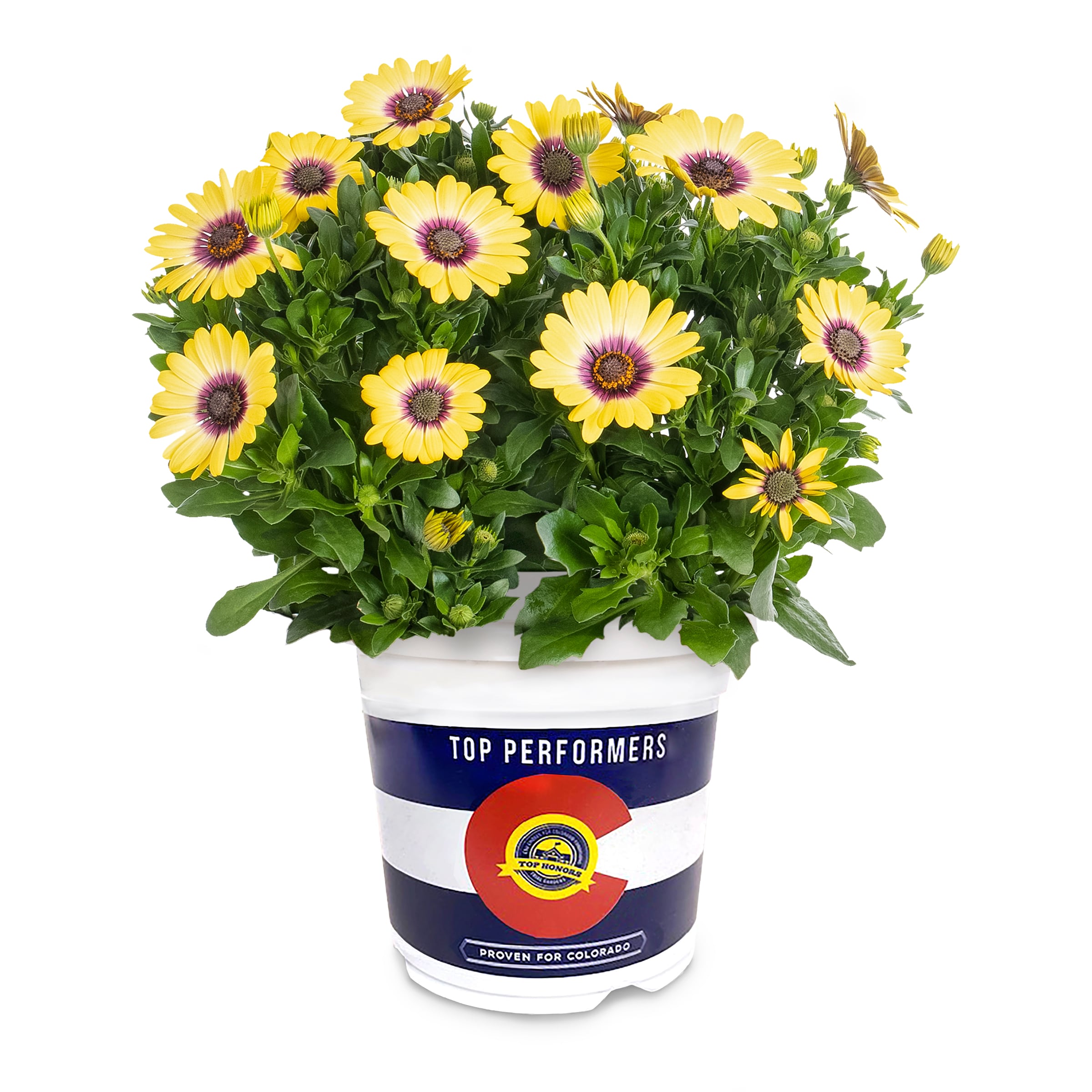 Lowe's 712241 Red Mum in 3-Quart Pot