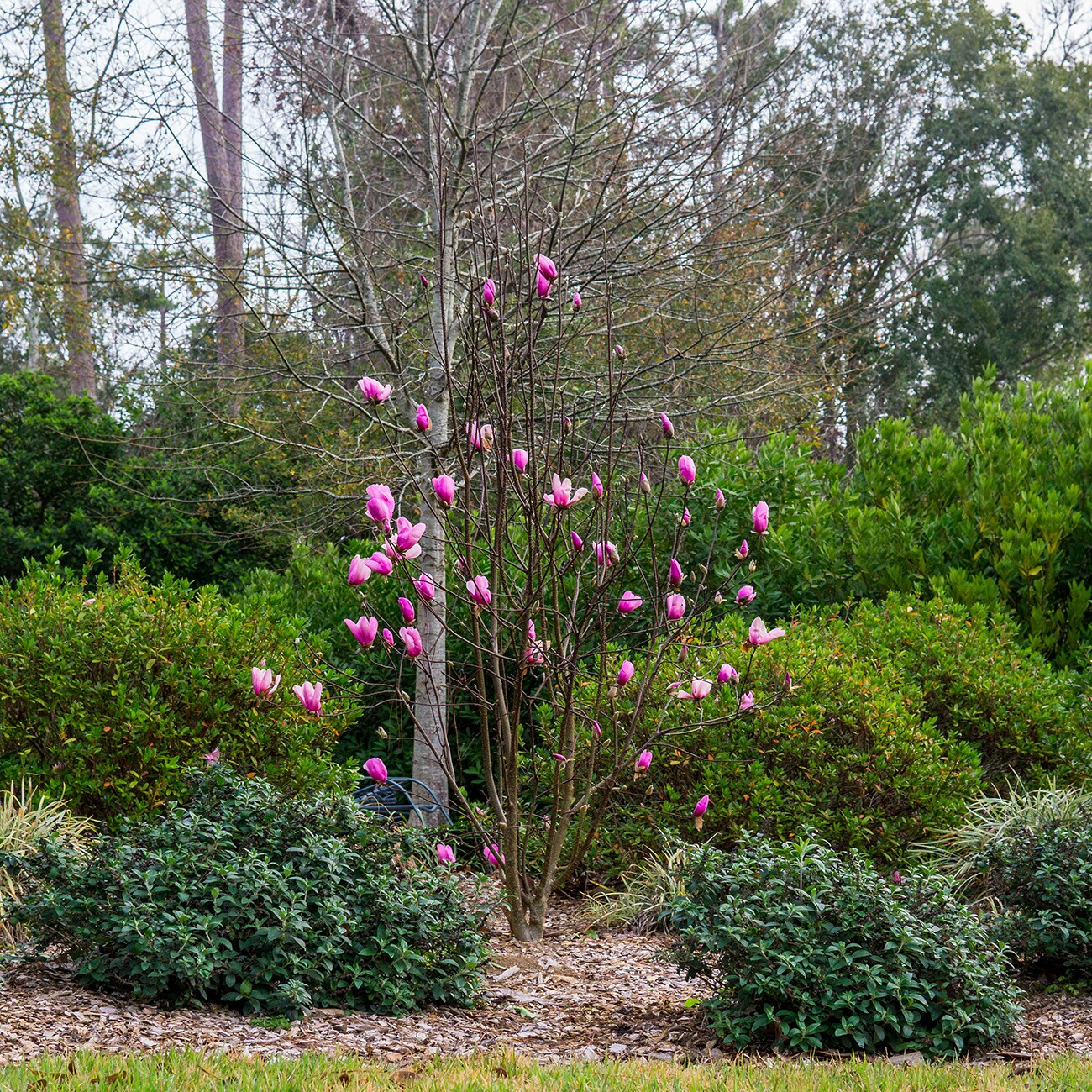 Perfect Plants LOANNMAGNOLIA5G trees - View #6