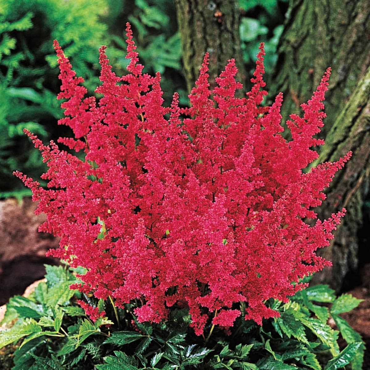 Direct Gardening 96034 perennials - View #2
