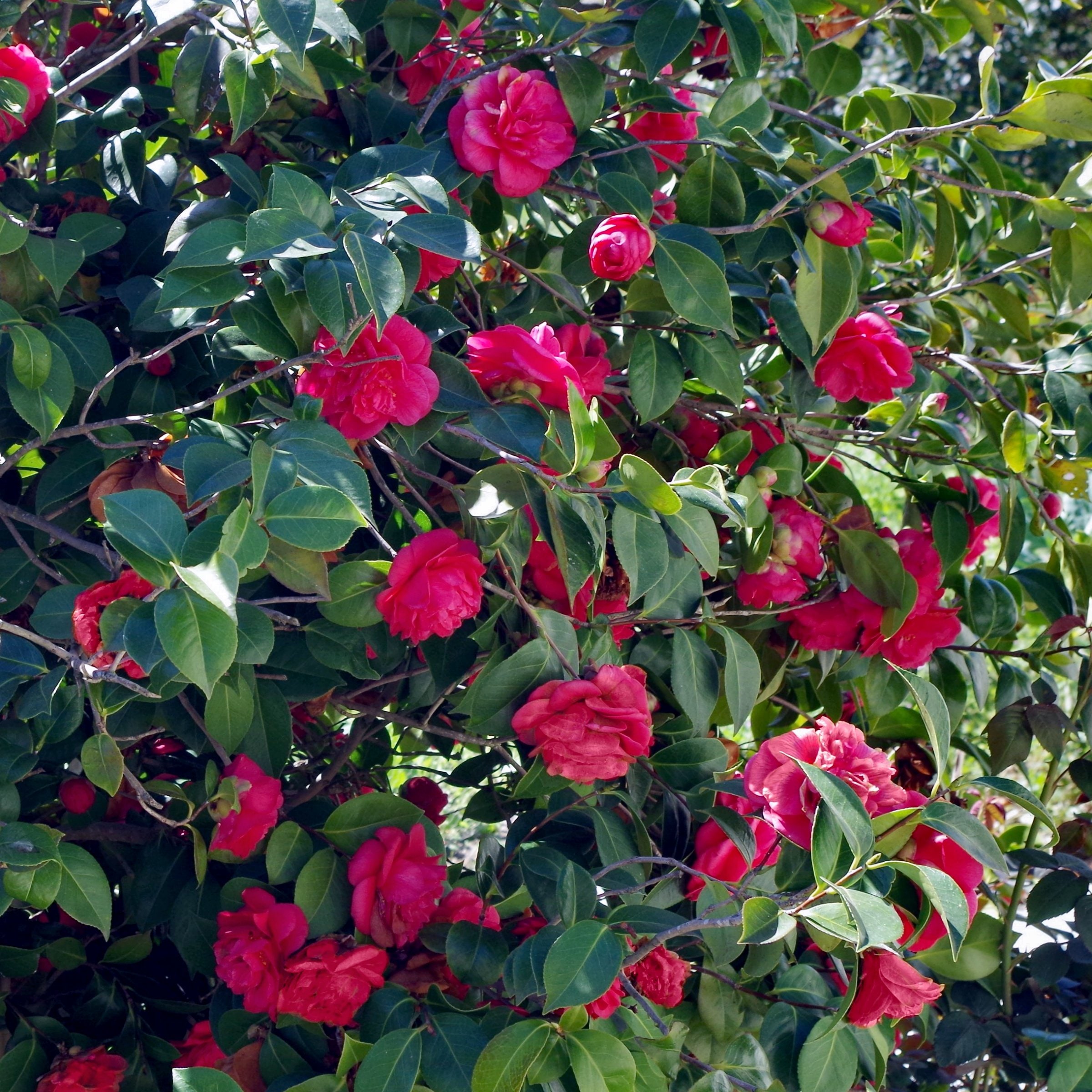 National Plant Network LW2834 shrubs - View #5