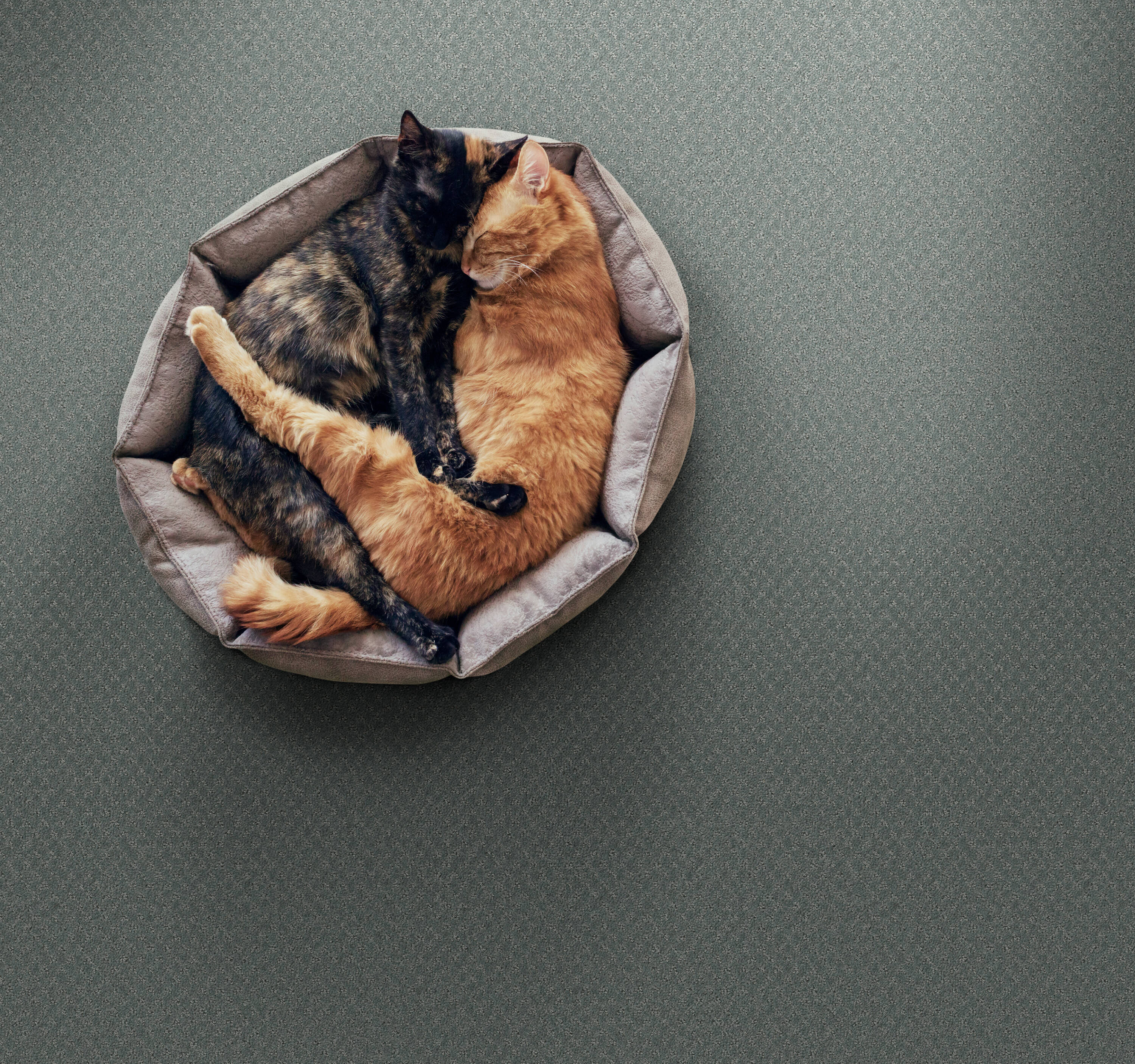 STAINMASTER PetProtect 7L89900446 Carpet-Panel - View #3