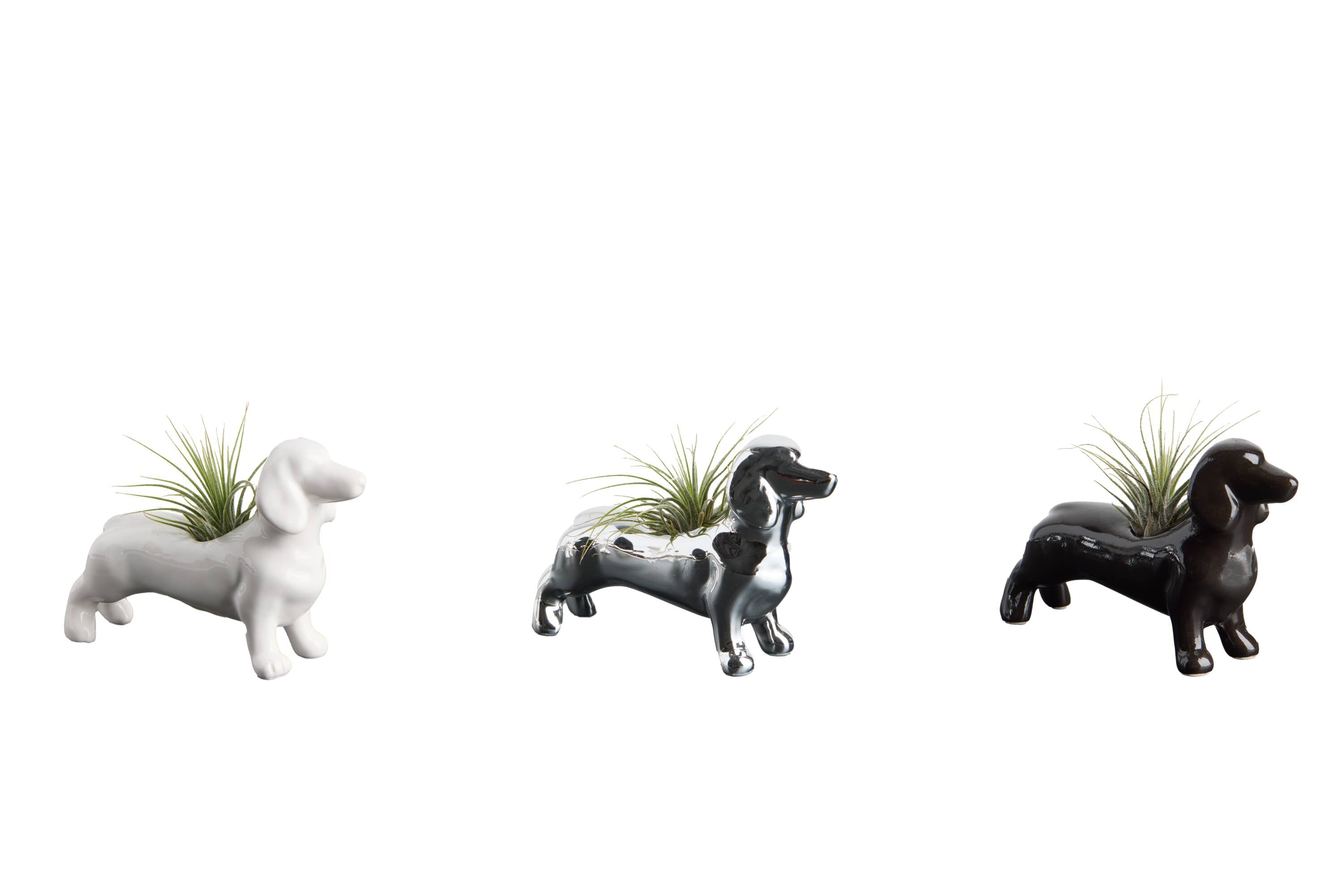LiveTrends Doixe- Air Plant House Plant in 1-Pack Pot ASB06545 at