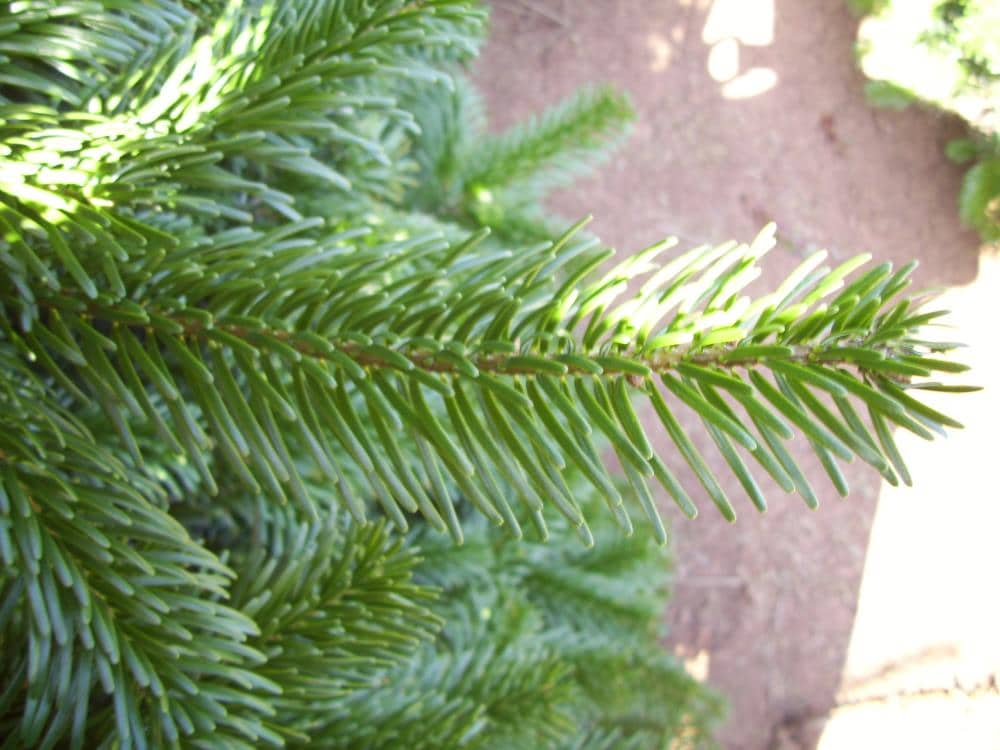 noble fir needles