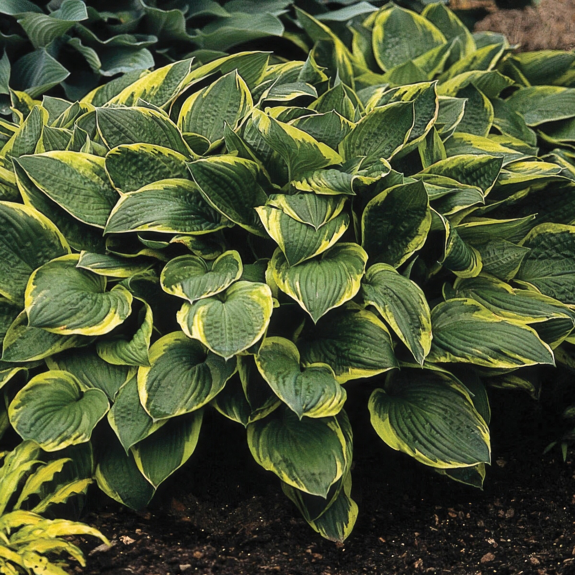 National Plant Network LW1545 perennials - View #4