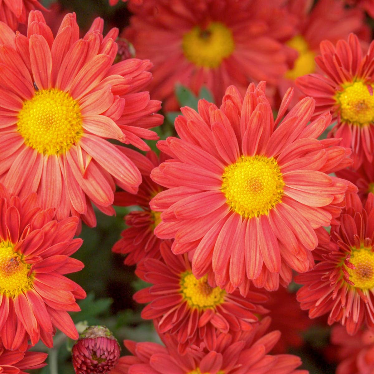 Spring Hill Nurseries 80174 Red Daisy Mammoth Mum Perennial Plant in 1-Pack Bareroot
