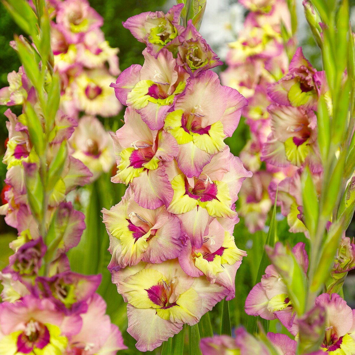 Van Zyverden - Multicolor Gladiolus Sapporo Bulbs 12 Count