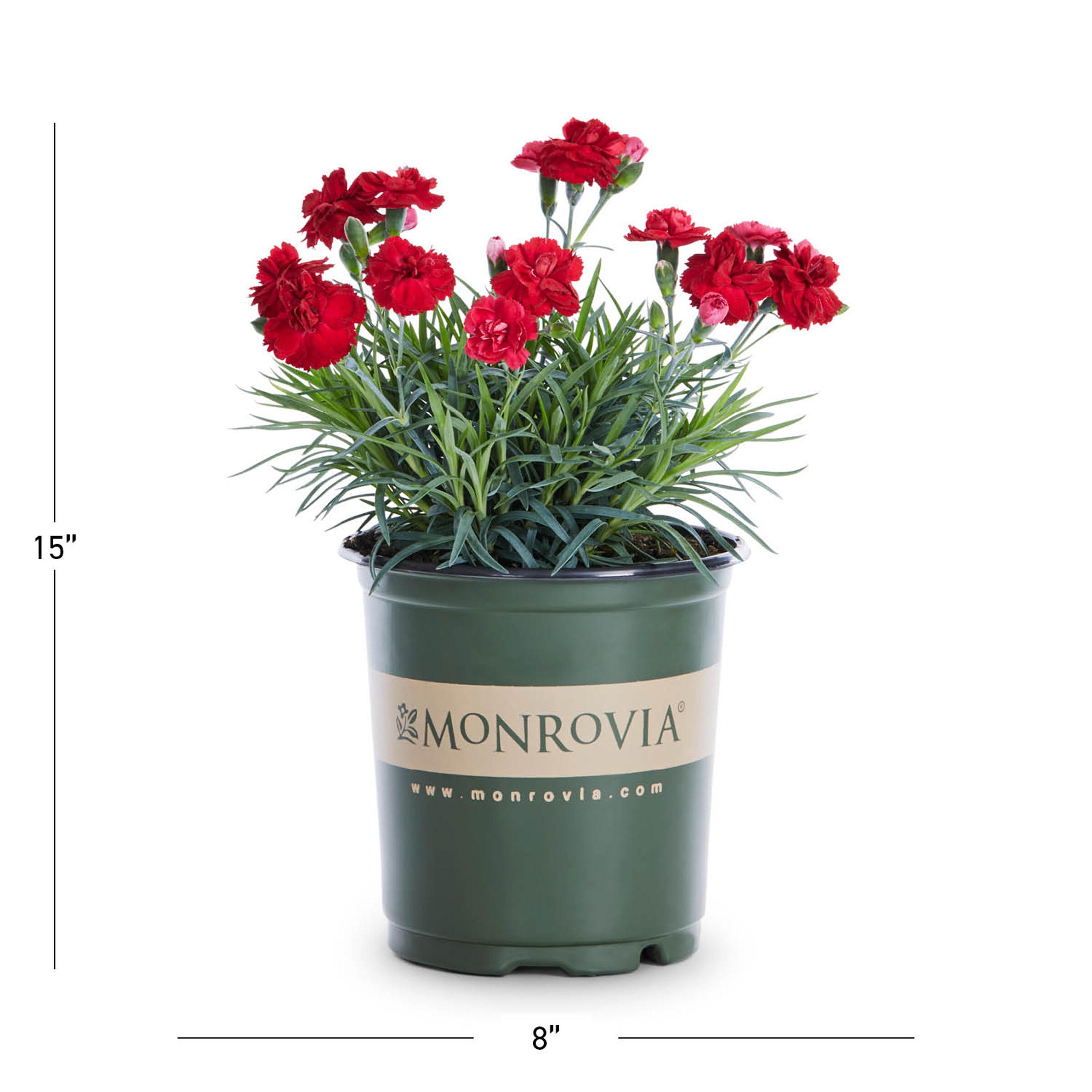 Monrovia Multicolor Dianthus Plant In 1-quart Pot 5-pack In The 