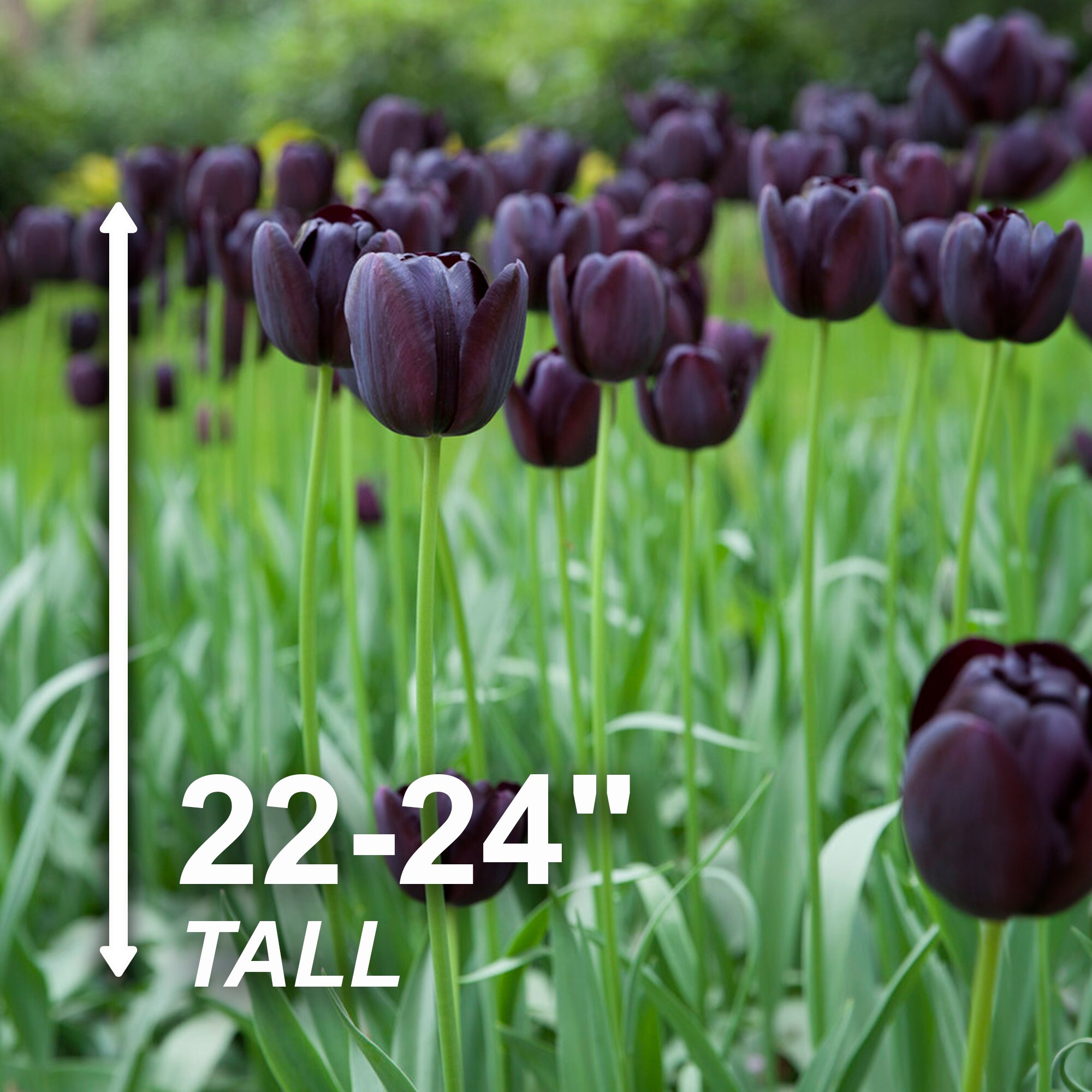 Garden State Bulb ECF-64-25-01 Plant-Bulbs - View #3