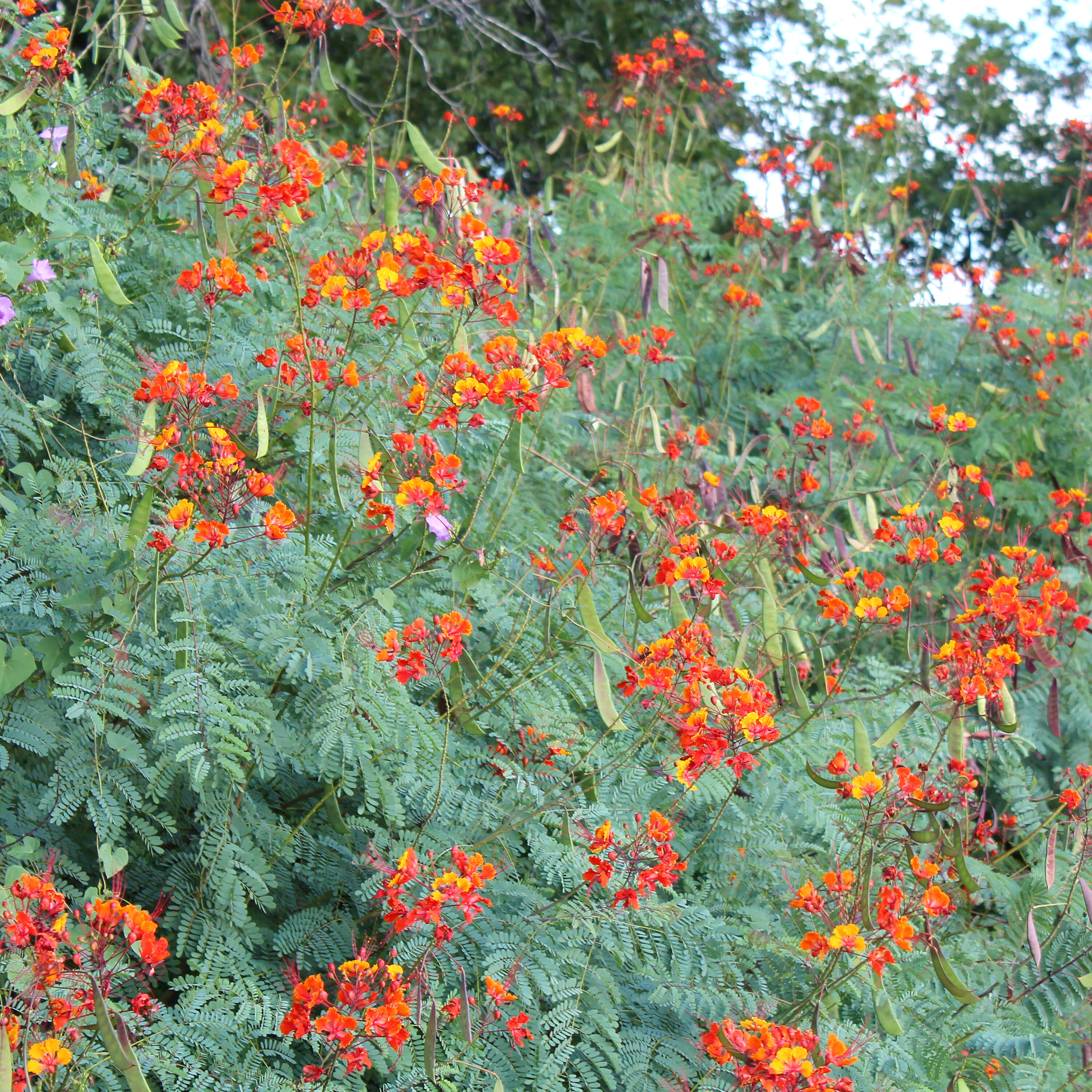 Altman Plants 0873037 shrubs - View #3