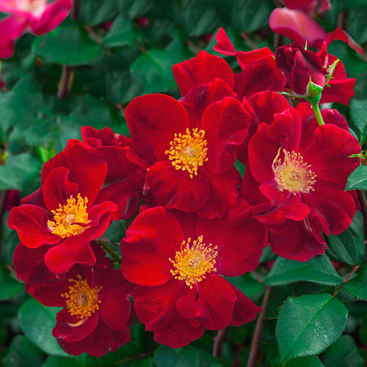 Spring Hill Nurseries 99236 roses - View #2