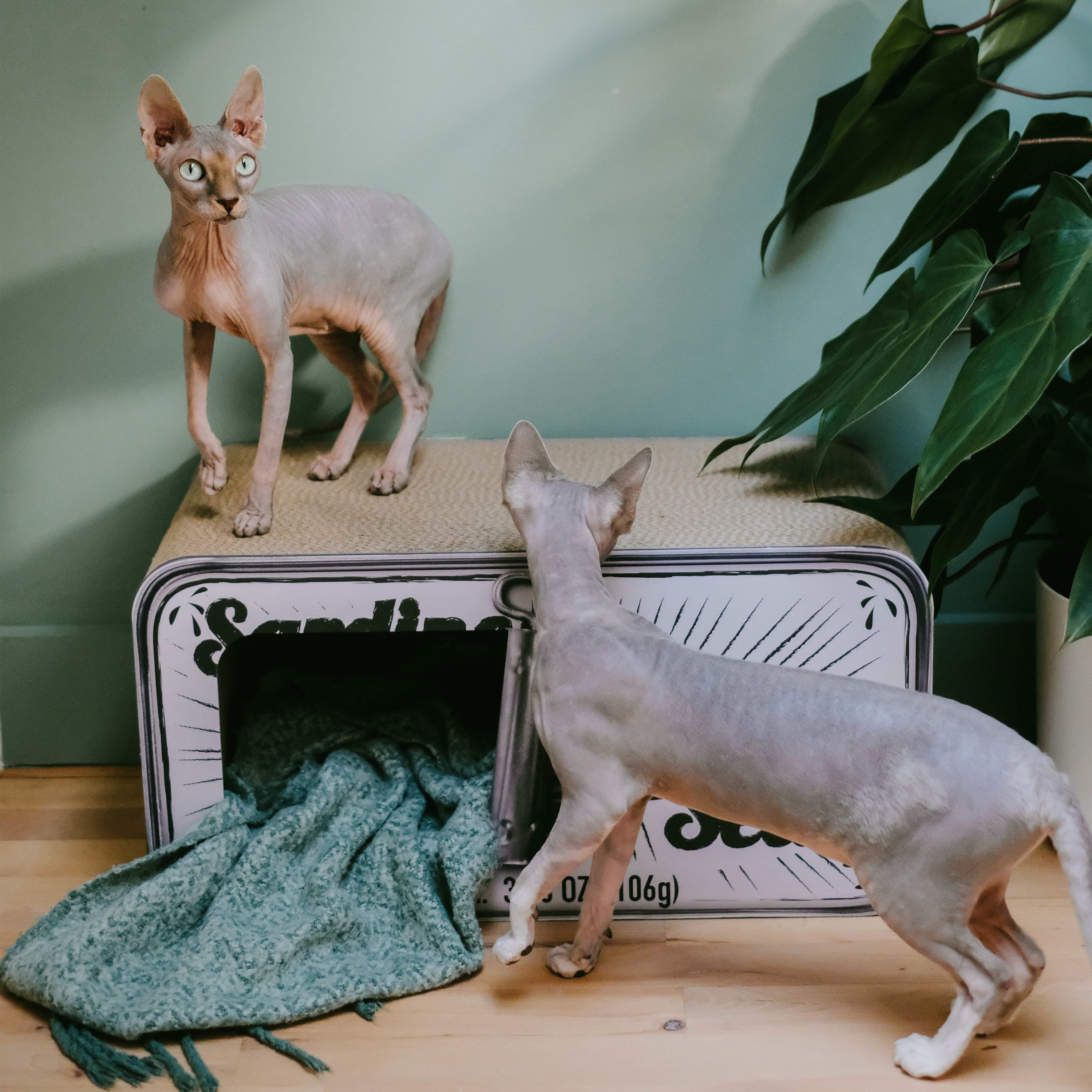 District70 4718 Cat-Trees - View #9