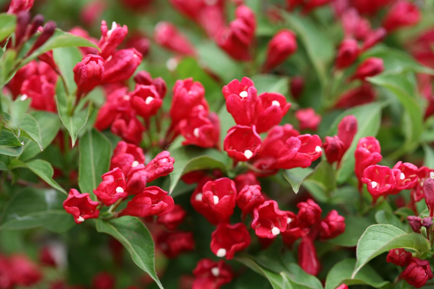 Proven Winners WEIPRC1067800 shrubs - View #4