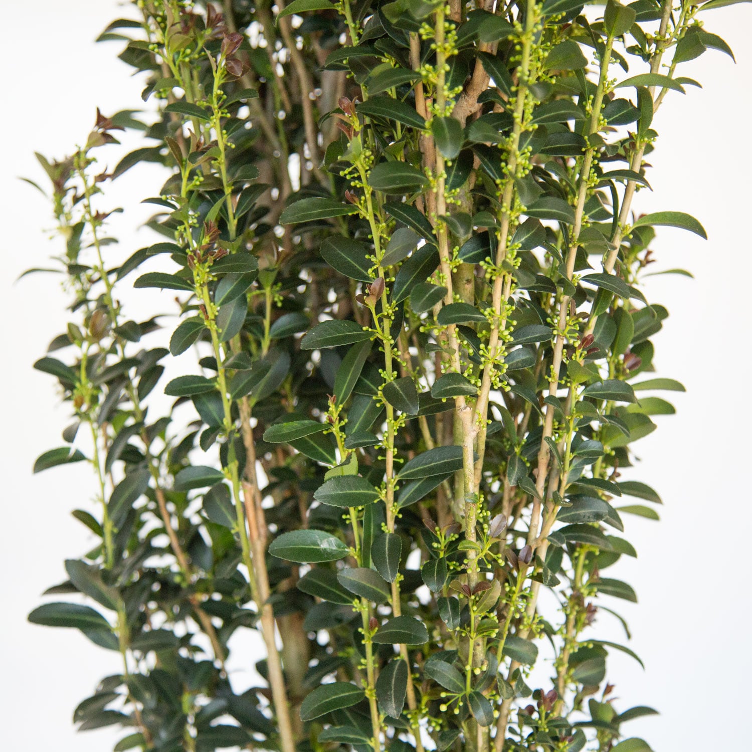 Southern Living Plant Collection 31192SL-1 shrubs - View #5