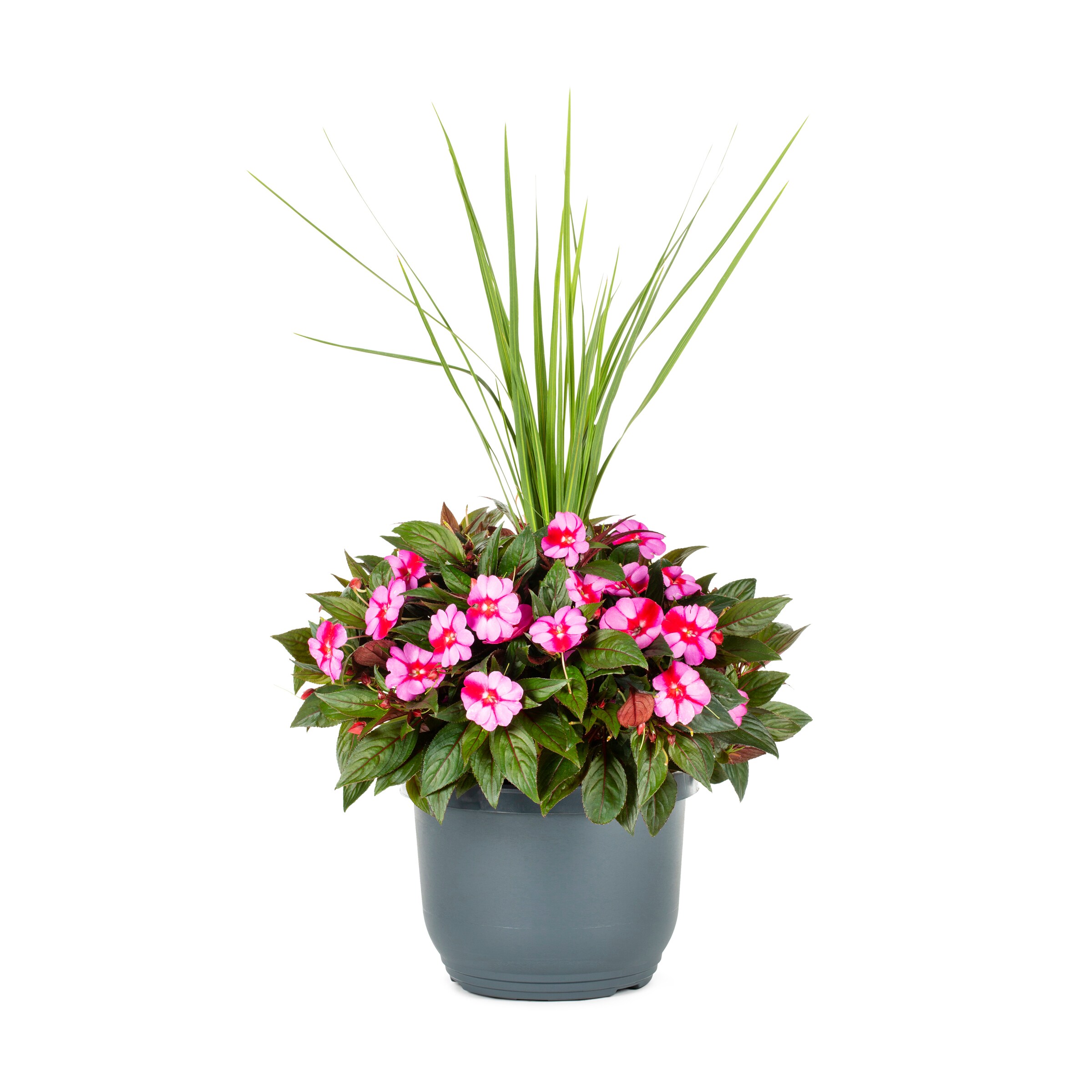 Lowe's Multicolor New Guinea Impatiens in 1.75-Gallon Planter in the ...