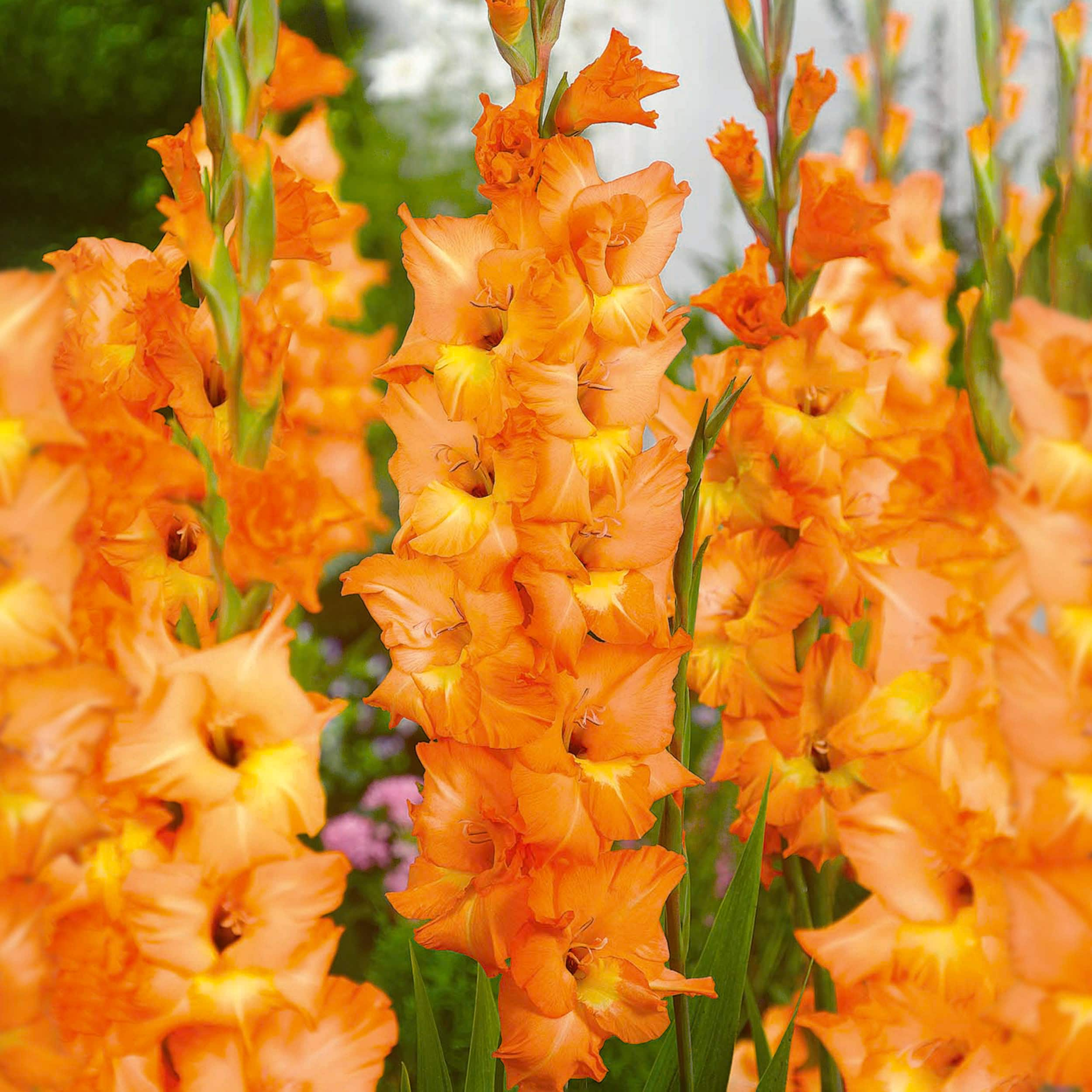 Garden State Bulb Orange Olympic Flame Gladiolus Bulbs 30-Count in the ...