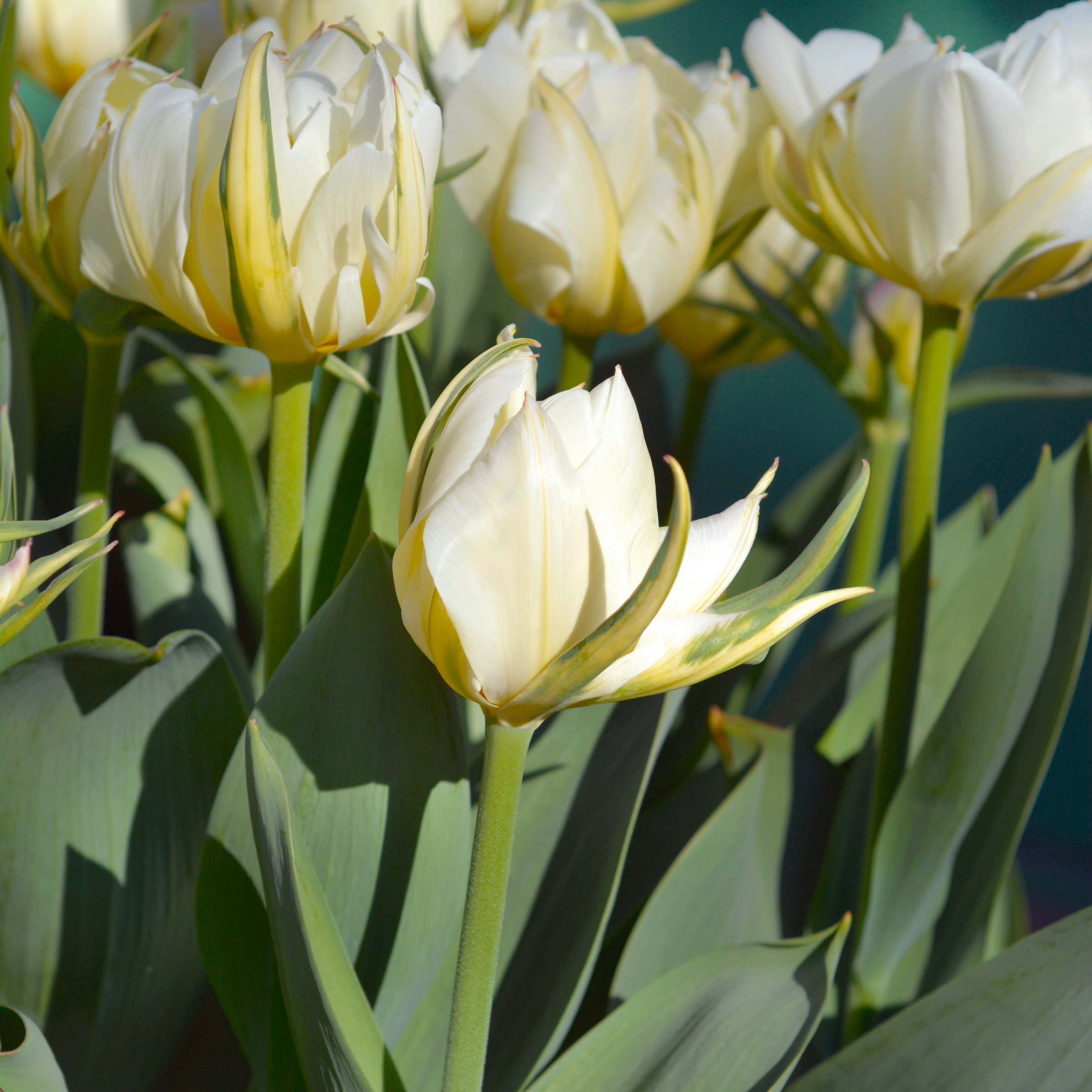 National Plant Network LW3153A Plant-Bulbs - View #9