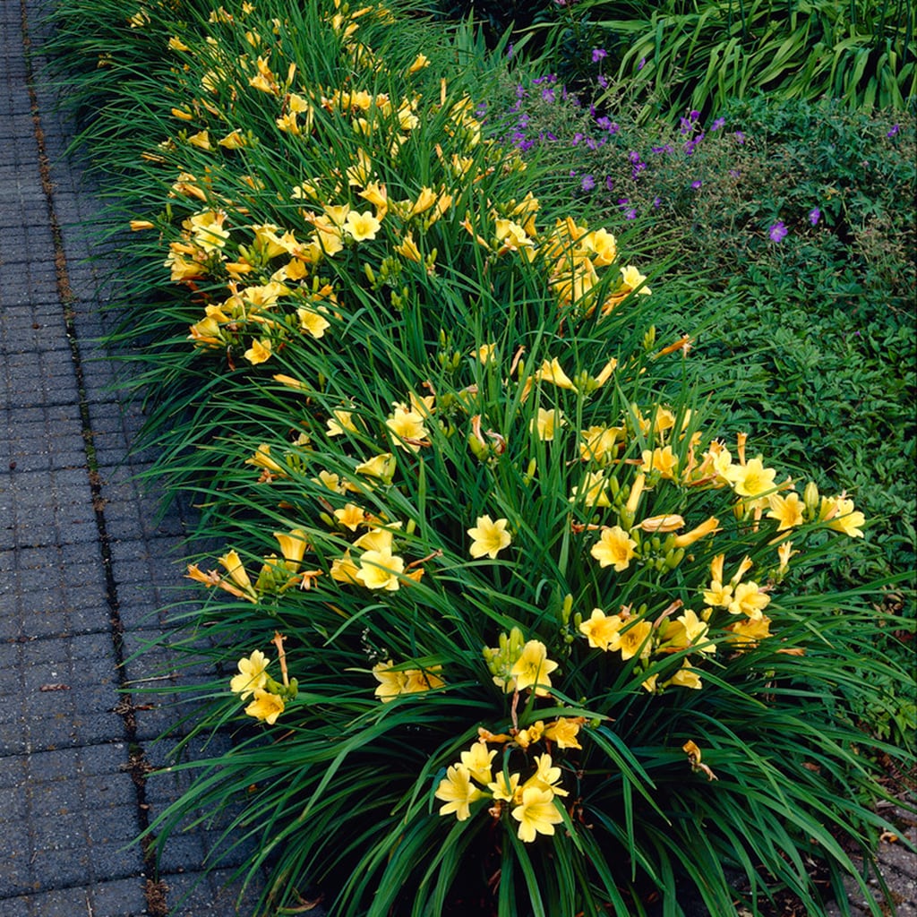 Van Zyverden 83497 Plant-Bulbs - View #4