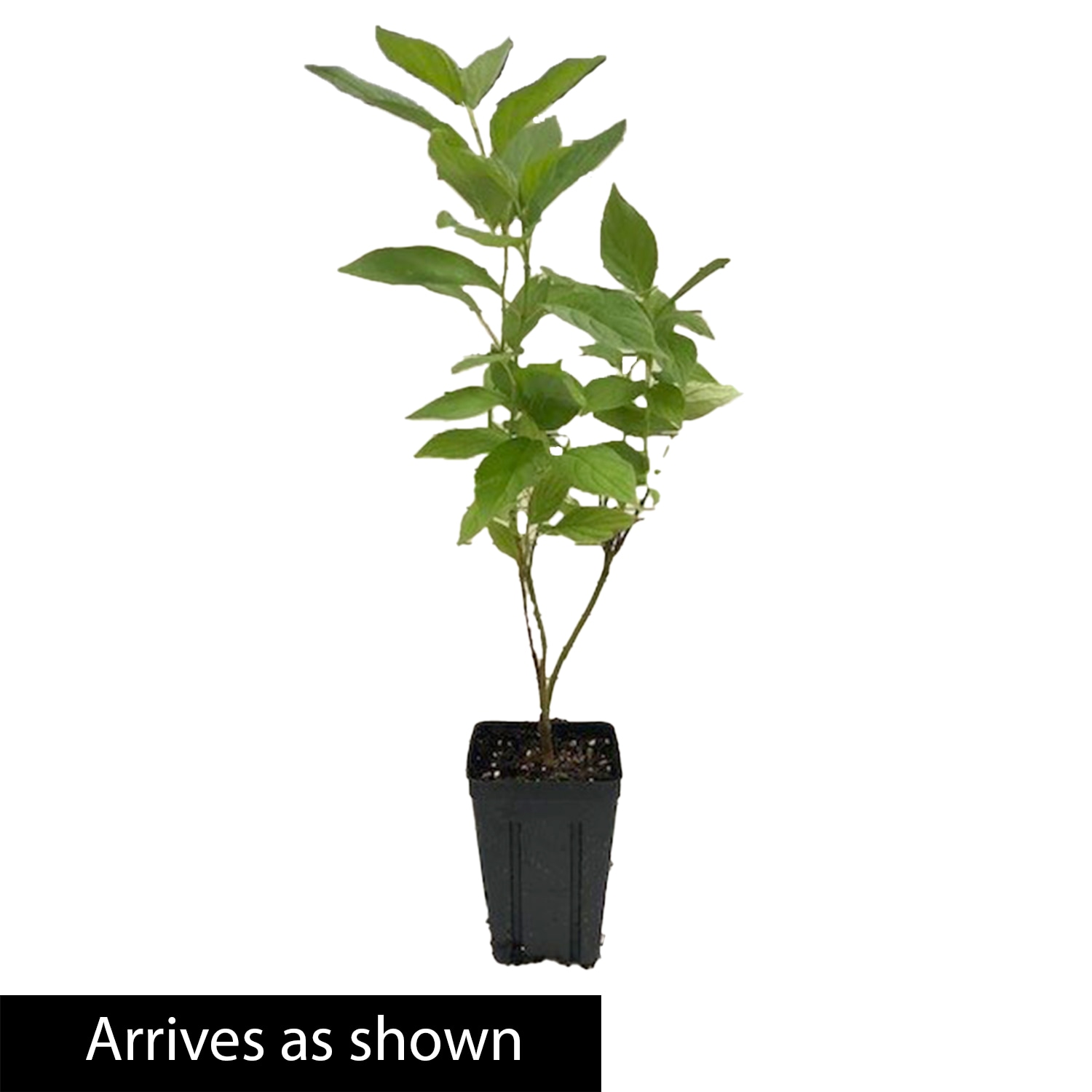 Gurney's Seed and Nursery 90154 shrubs - View #4