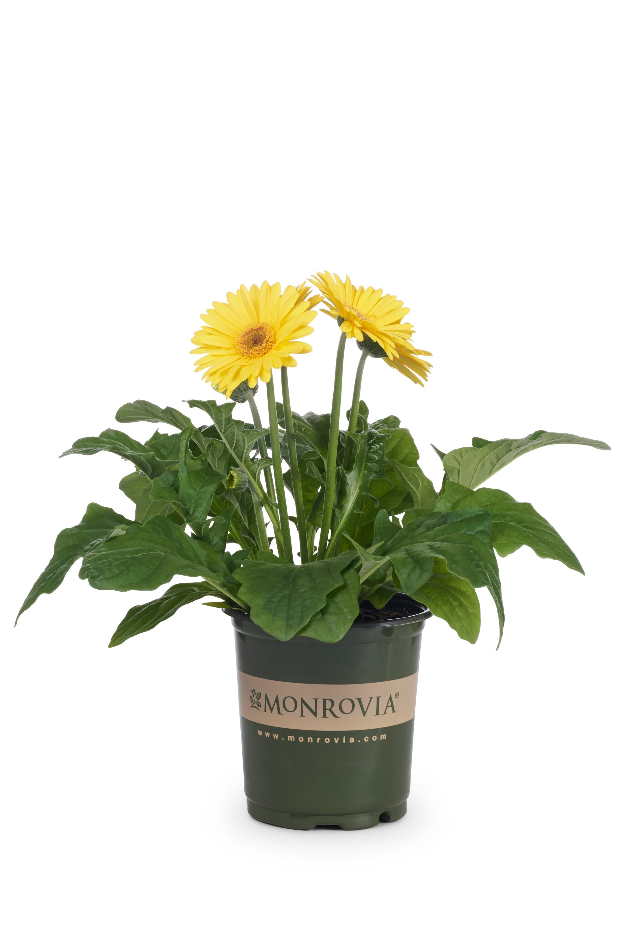 Monrovia 79165 annuals - View #5
