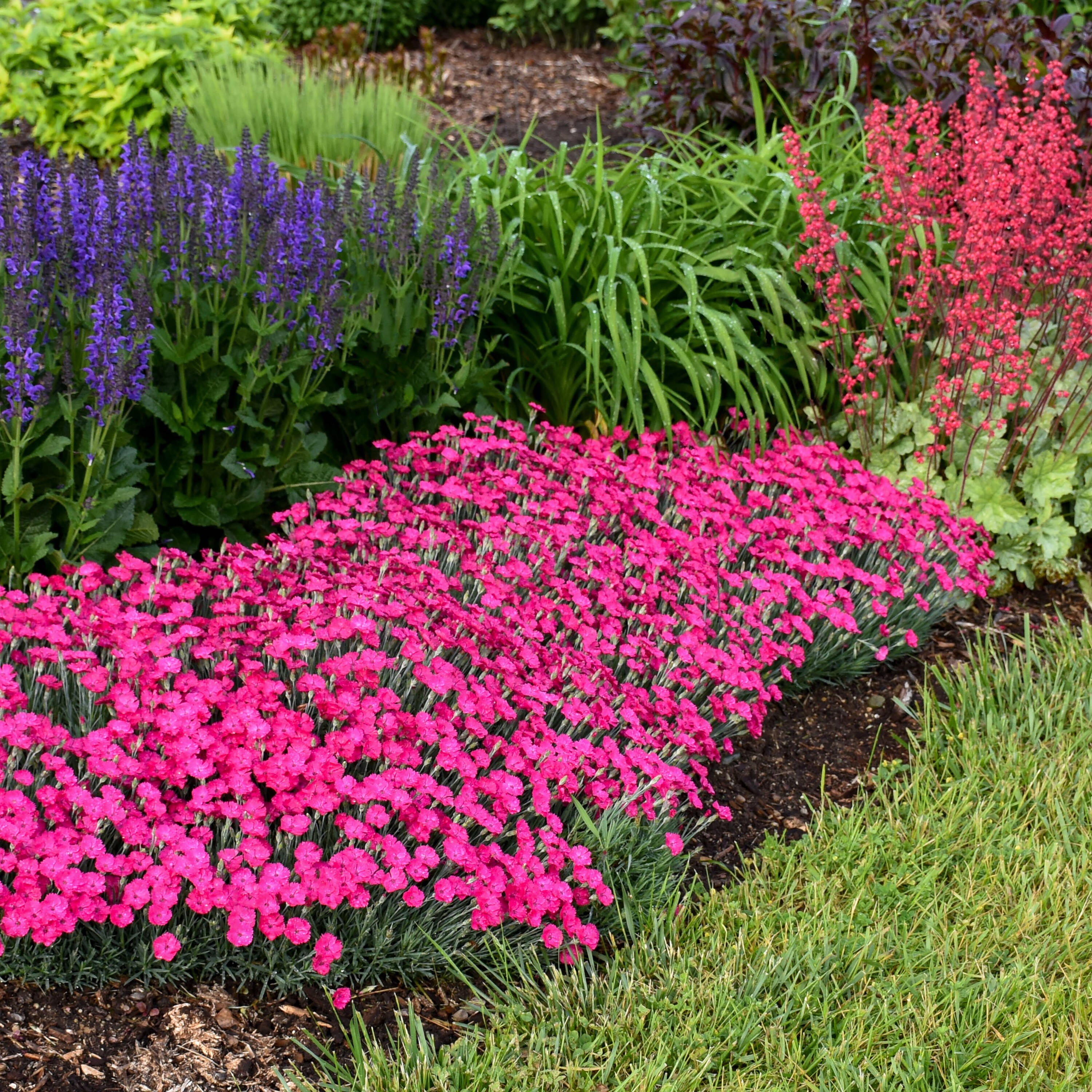 Proven Winners Pink 'paint The Town Magenta' Pinks (dianthus) Plant in ...